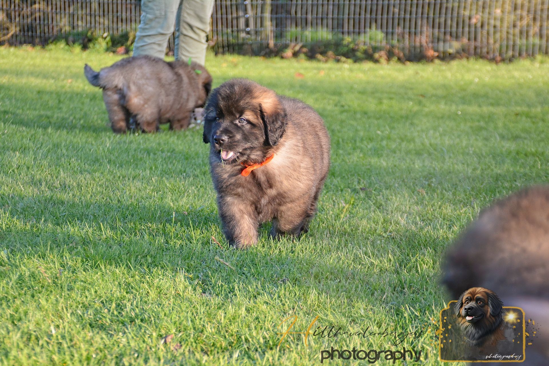 Three fluffy puppies running on grass, with a fence in the background.