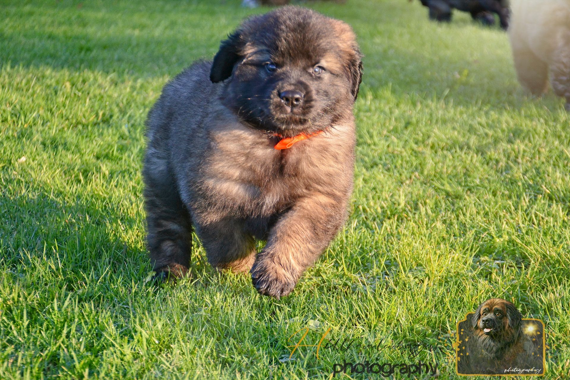 Black fluffy puppy with an orange collar walking on green grass in sunlight