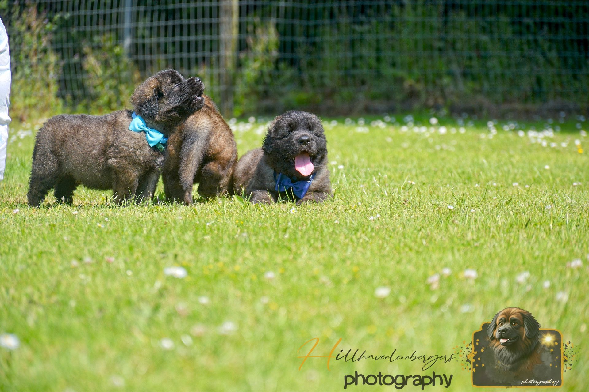 Two brown dogs wearing blue harnesses sit on green grass near a fence.