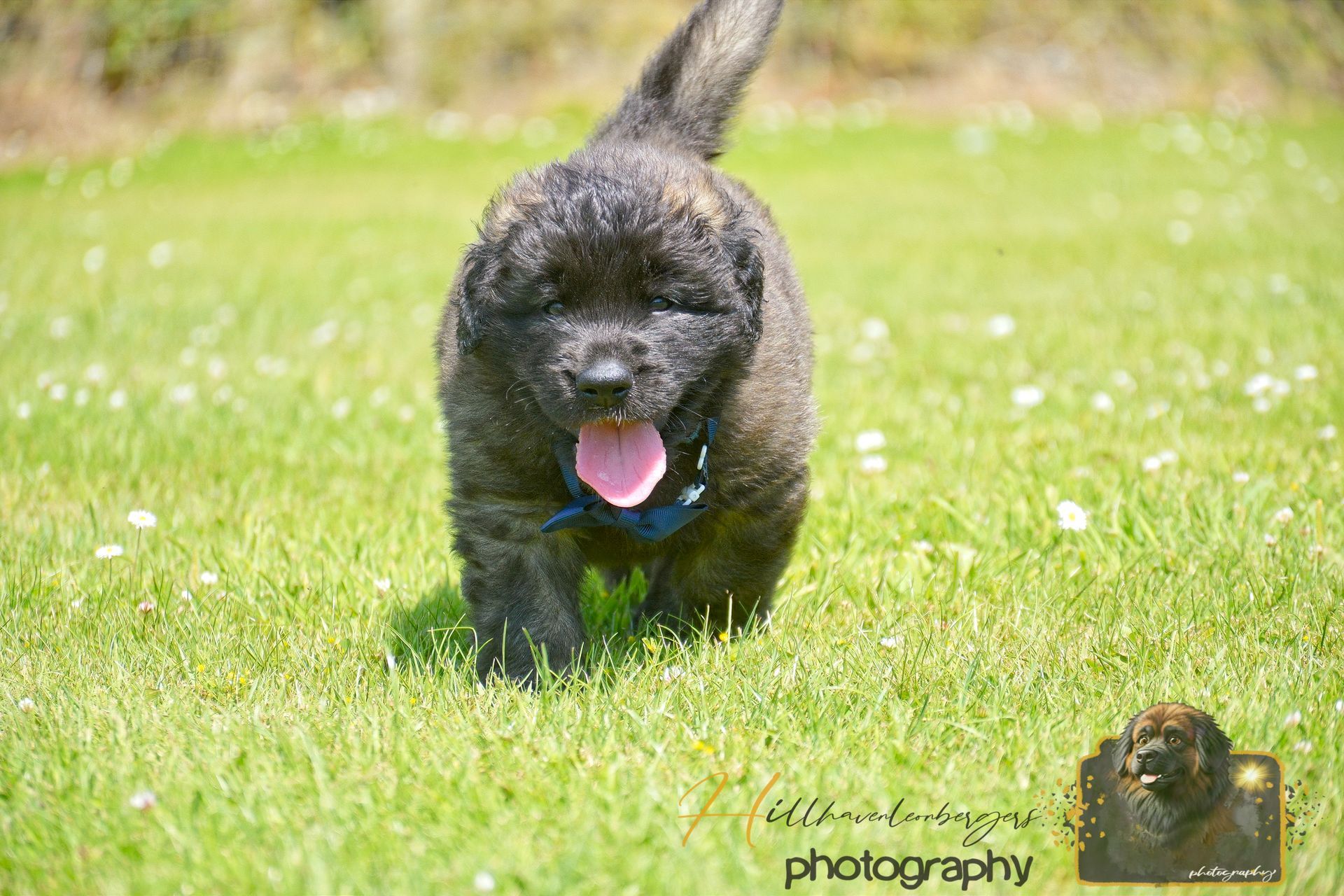 Black curly dog running through green grass with tongue out