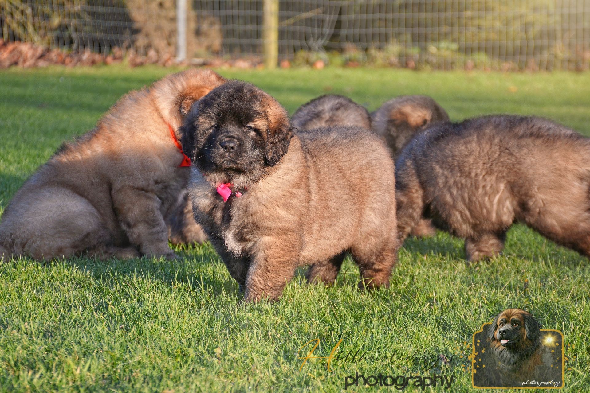 Three fluffy brown puppies playing on grass, one wearing a red collar