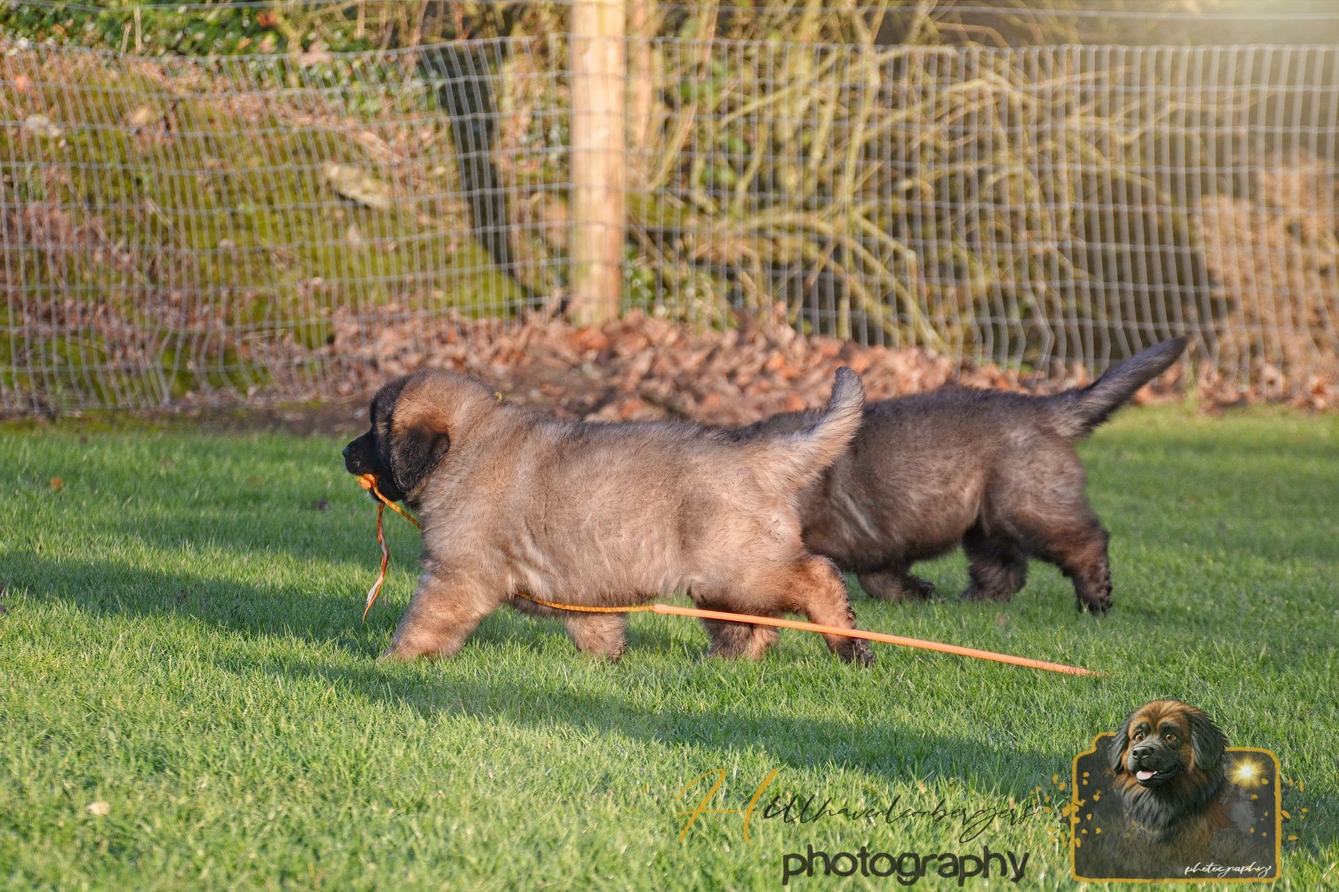 Two puppies running on grass near a wire fence