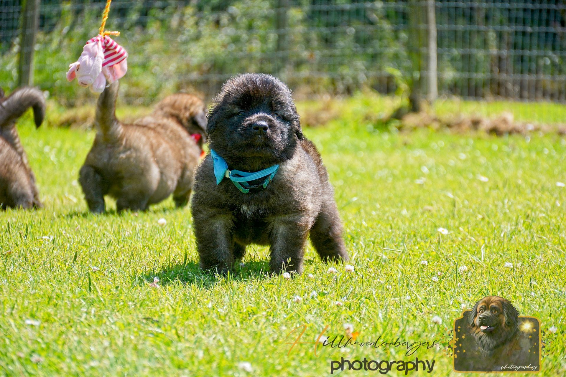 Small black puppy with a blue harness runs on grass near other dogs in a fenced yard