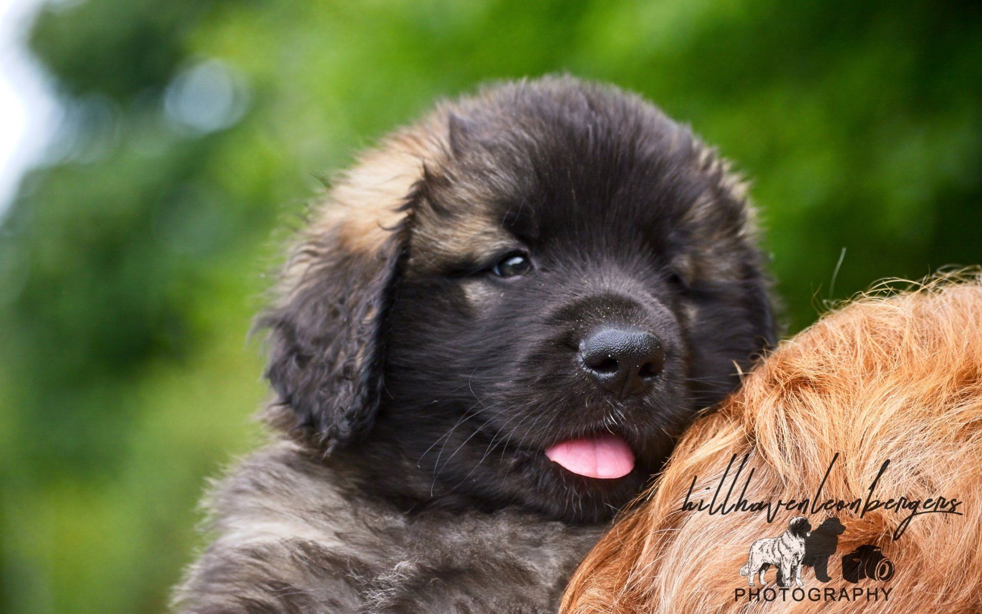 Hillhavenleonbergers leonbergers