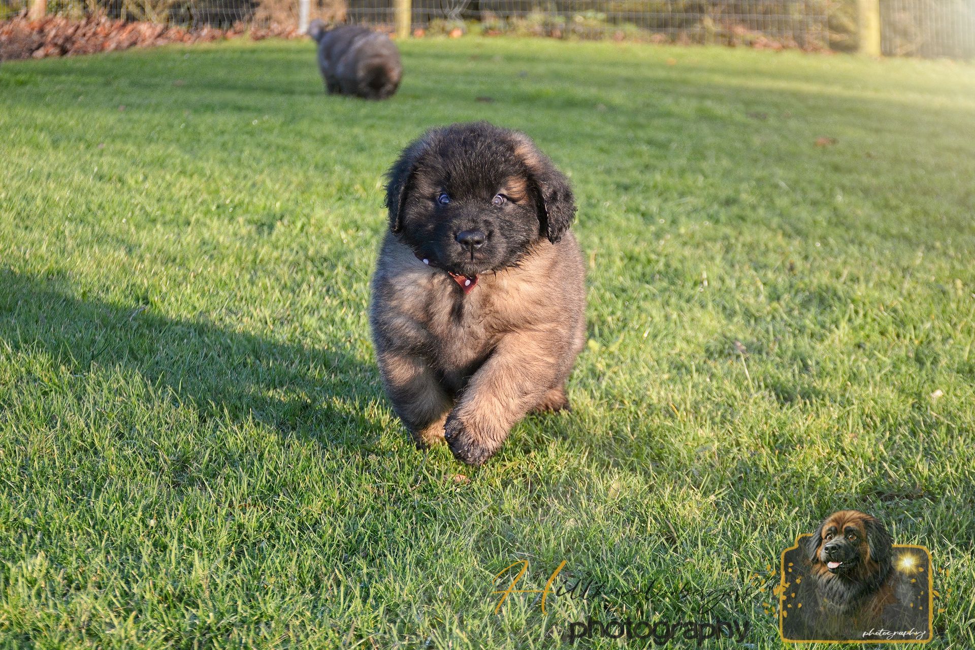 Black and tan puppy walking on green grass with another dog blurred in the background