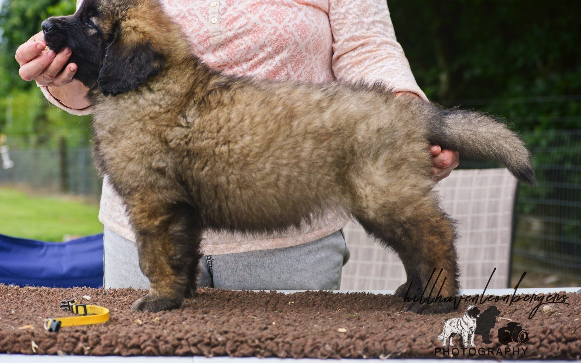 Hillhavenleonbergers leonbergers
