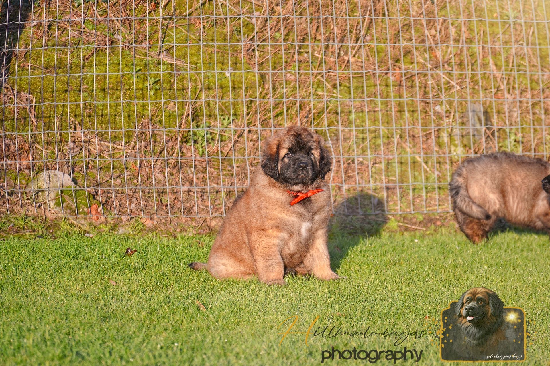 Two puppies sitting on grass in front of a fence, one tan with a dark face and one partially visible.