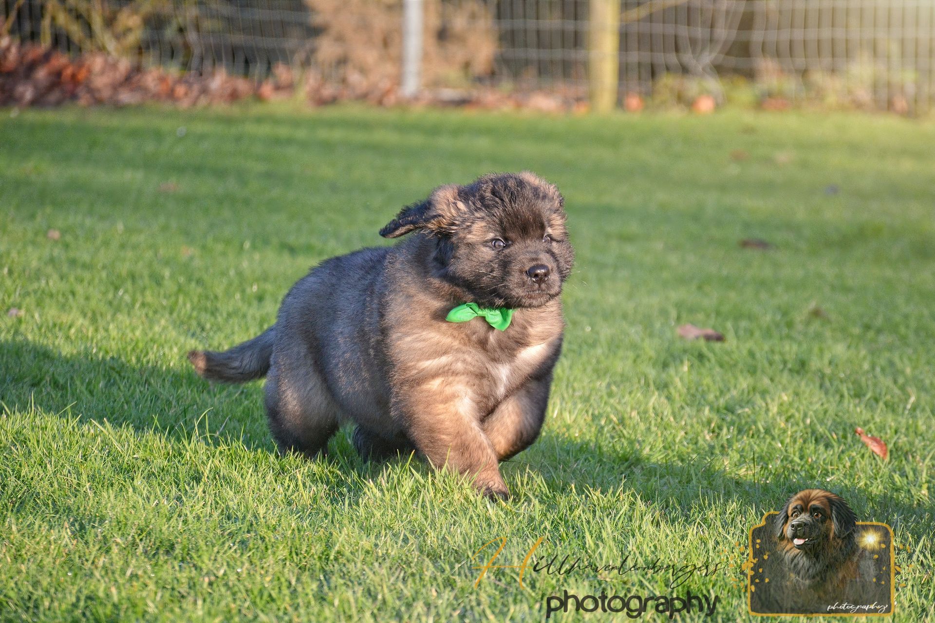 Small curly-haired dog running on grass with a bright green toy in its mouth.