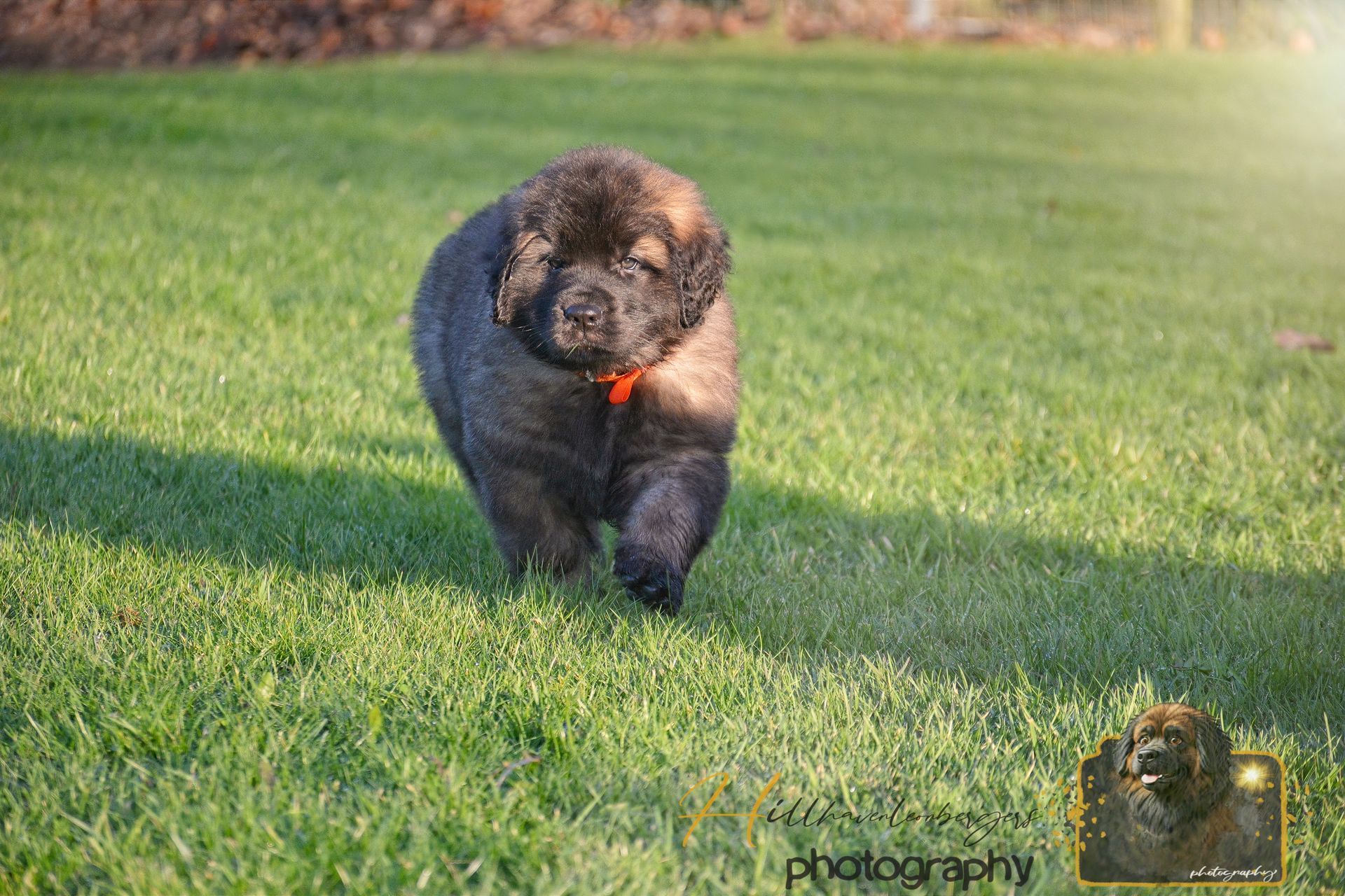 Black poodle walking on green grass with a red collar
