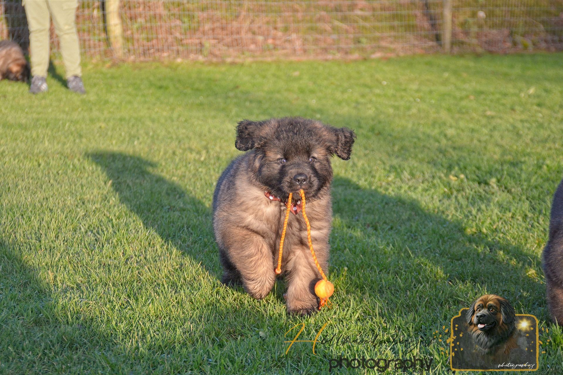 Small brown puppy on grass holding a yellow toy rope, with a person’s legs in the background.