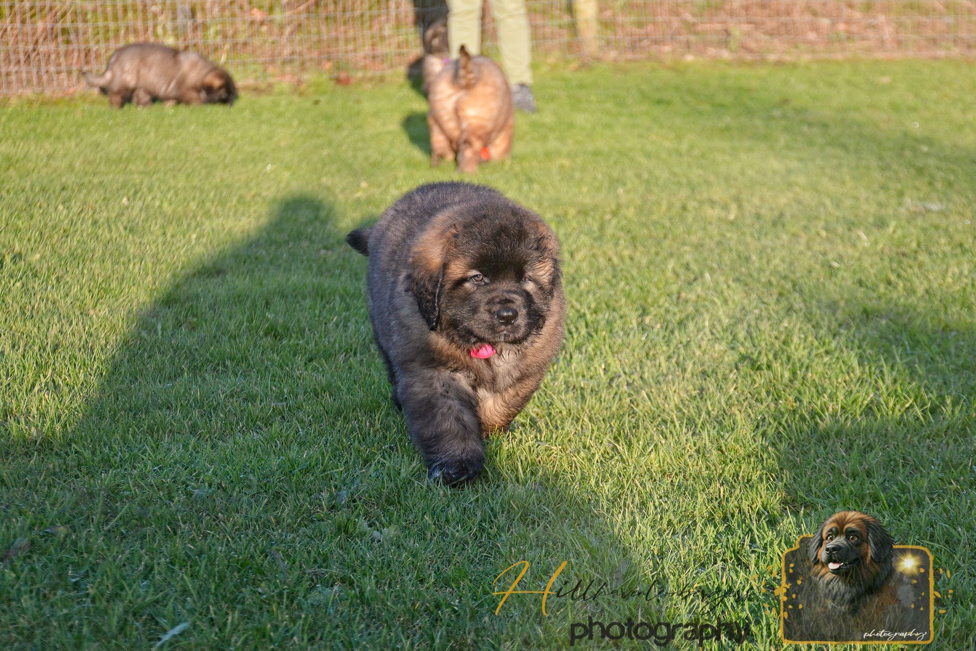 Two small dogs on a grassy lawn, with a black fluffy dog running toward the camera and a tan dog behind it.