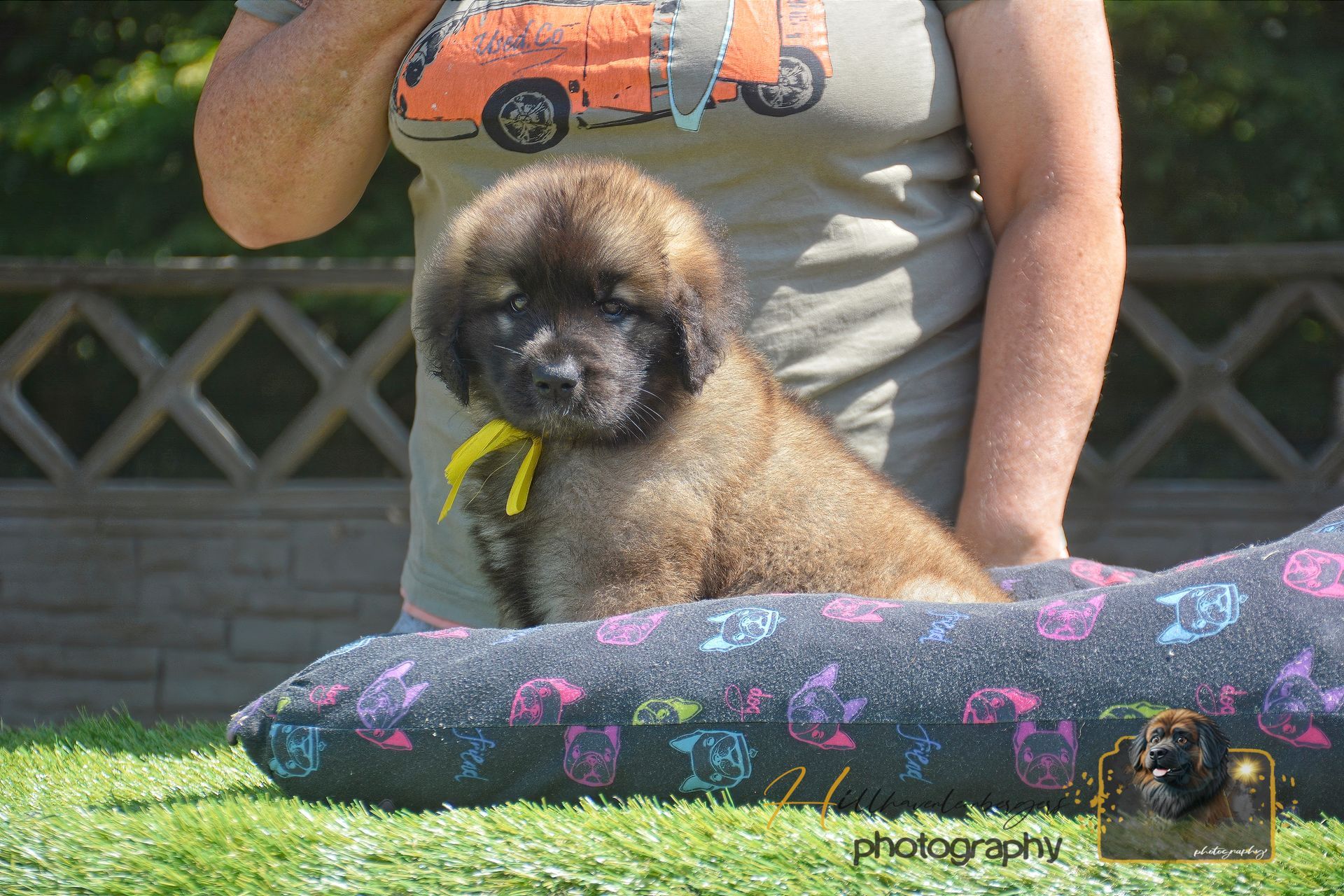 Small fluffy brown dog sitting on a floral cushion on grass beside a person outdoors