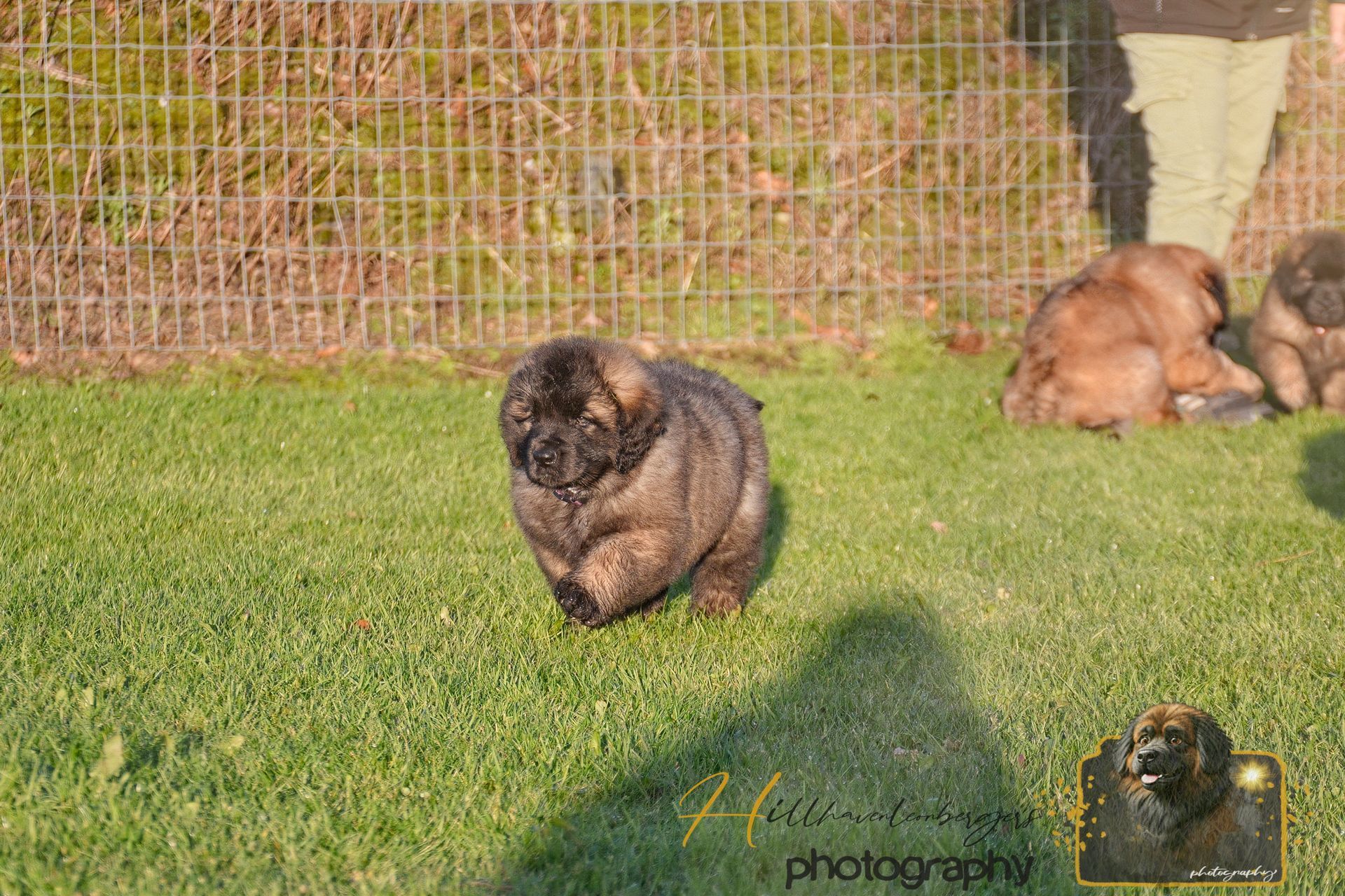 Two small dogs on grass, one centered and one resting near the fence in sunlight.