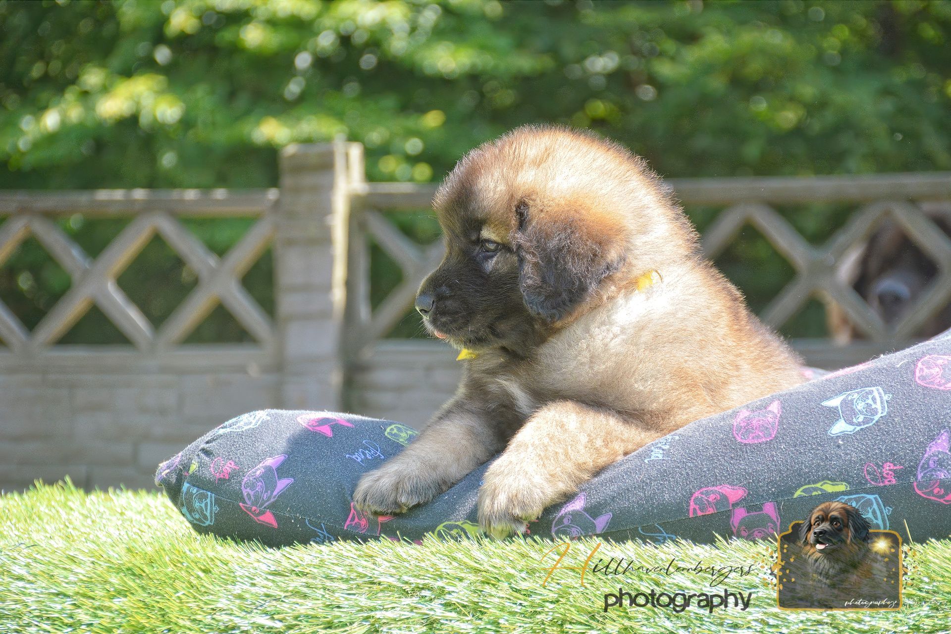 Fluffy puppy resting on a floral cushion outdoors on a sunny lawn