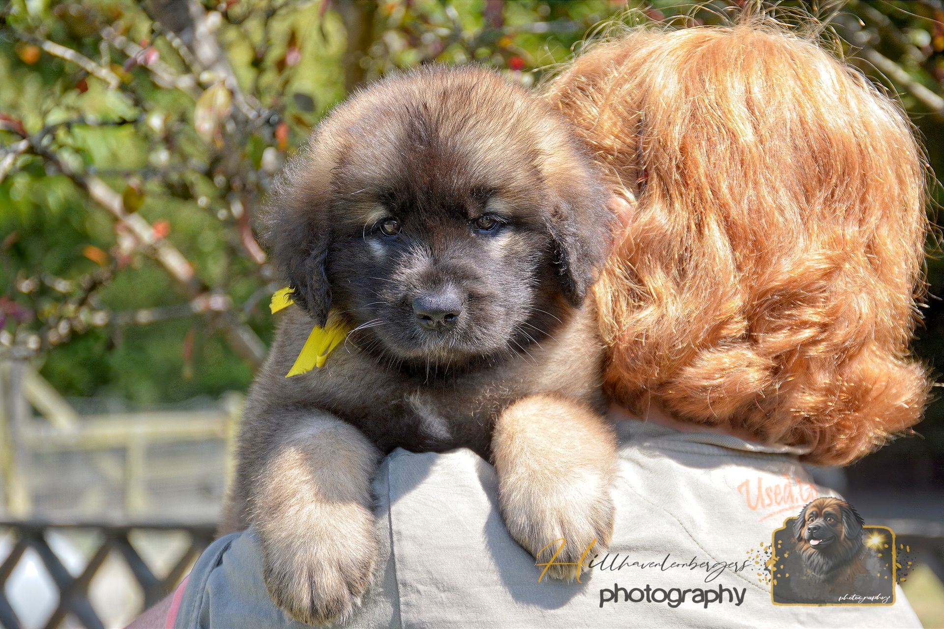 Small fluffy black-and-tan puppy being held on someone’s shoulder outdoors