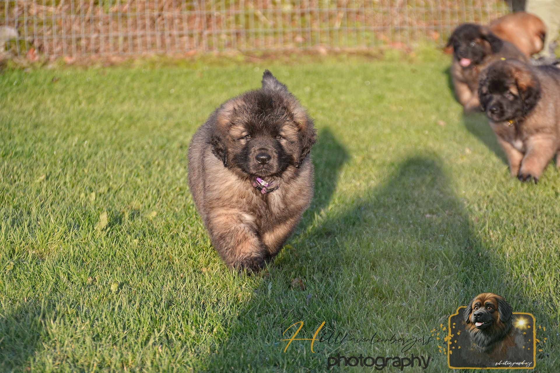 Three fluffy puppies running on grass in sunlight