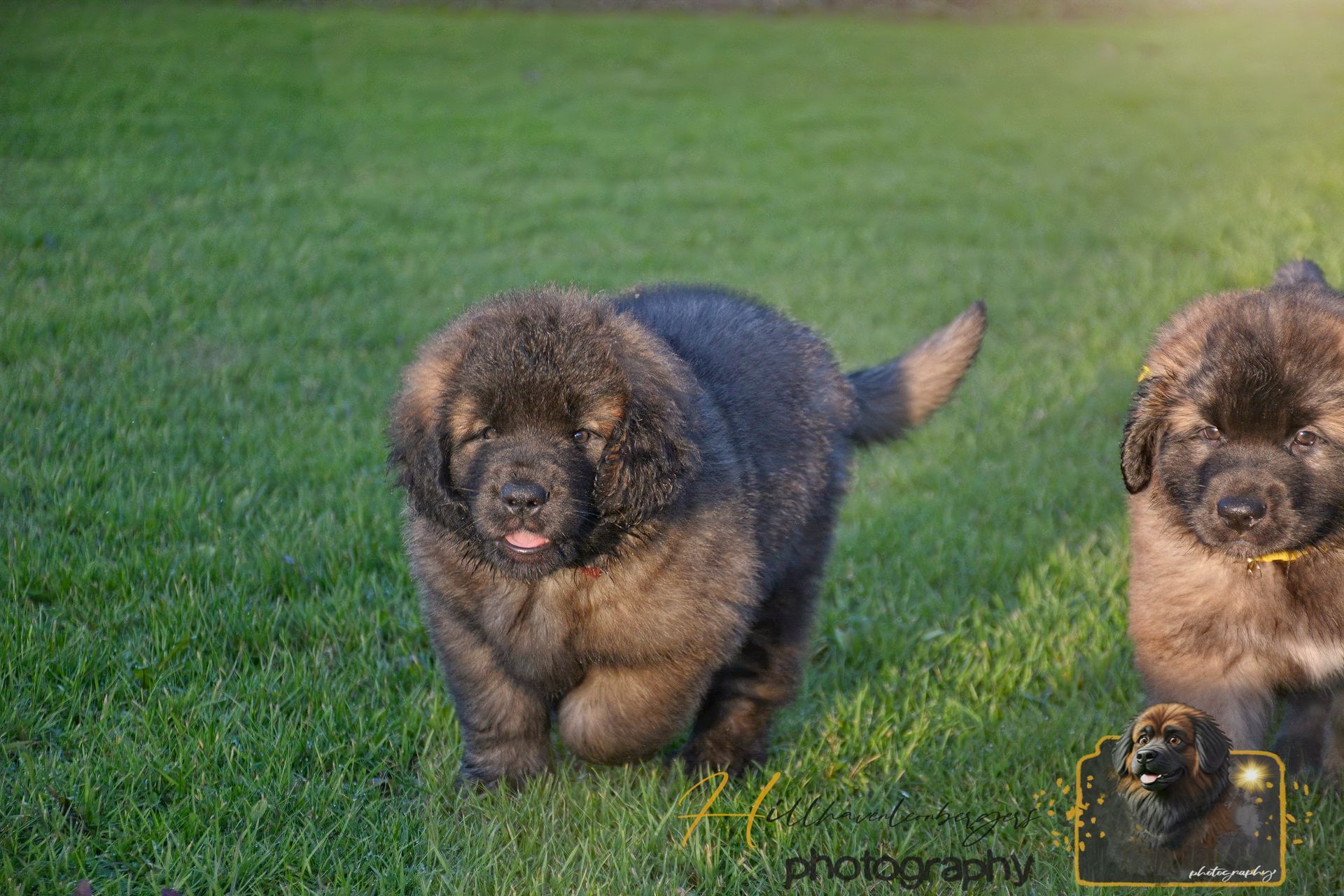 Two fluffy brown puppies running on grass, one centered and one partly visible on the right