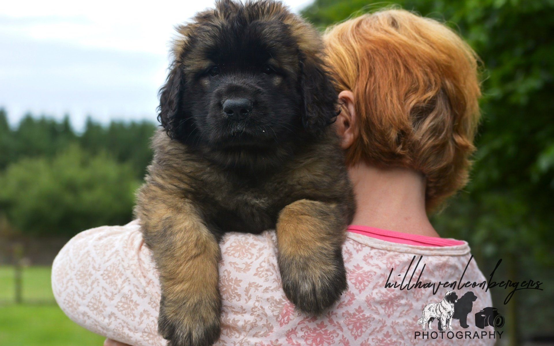 Hillhavenleonbergers leonbergers