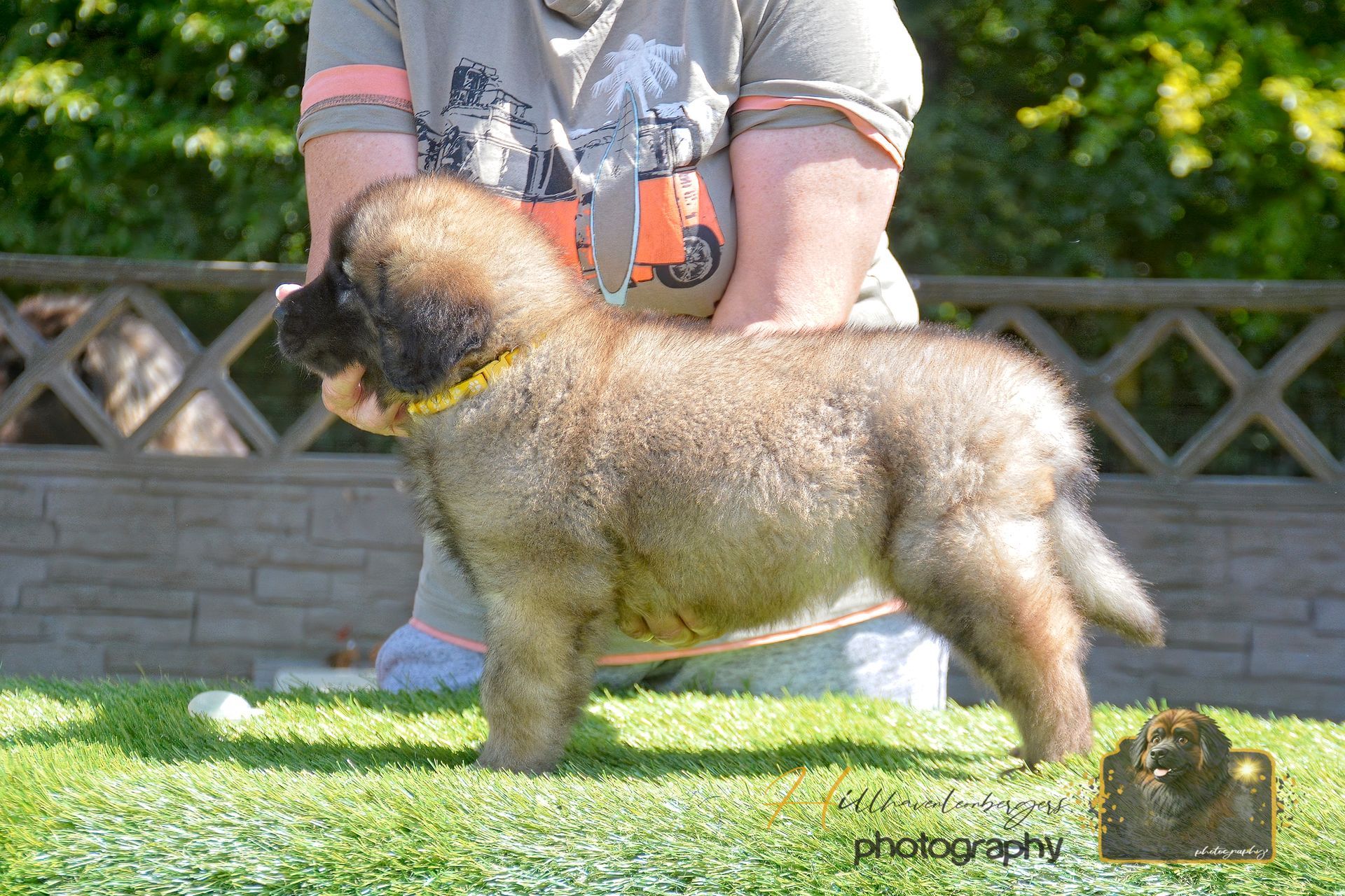 Fluffy tan puppy standing on grass while being held by a person outdoors