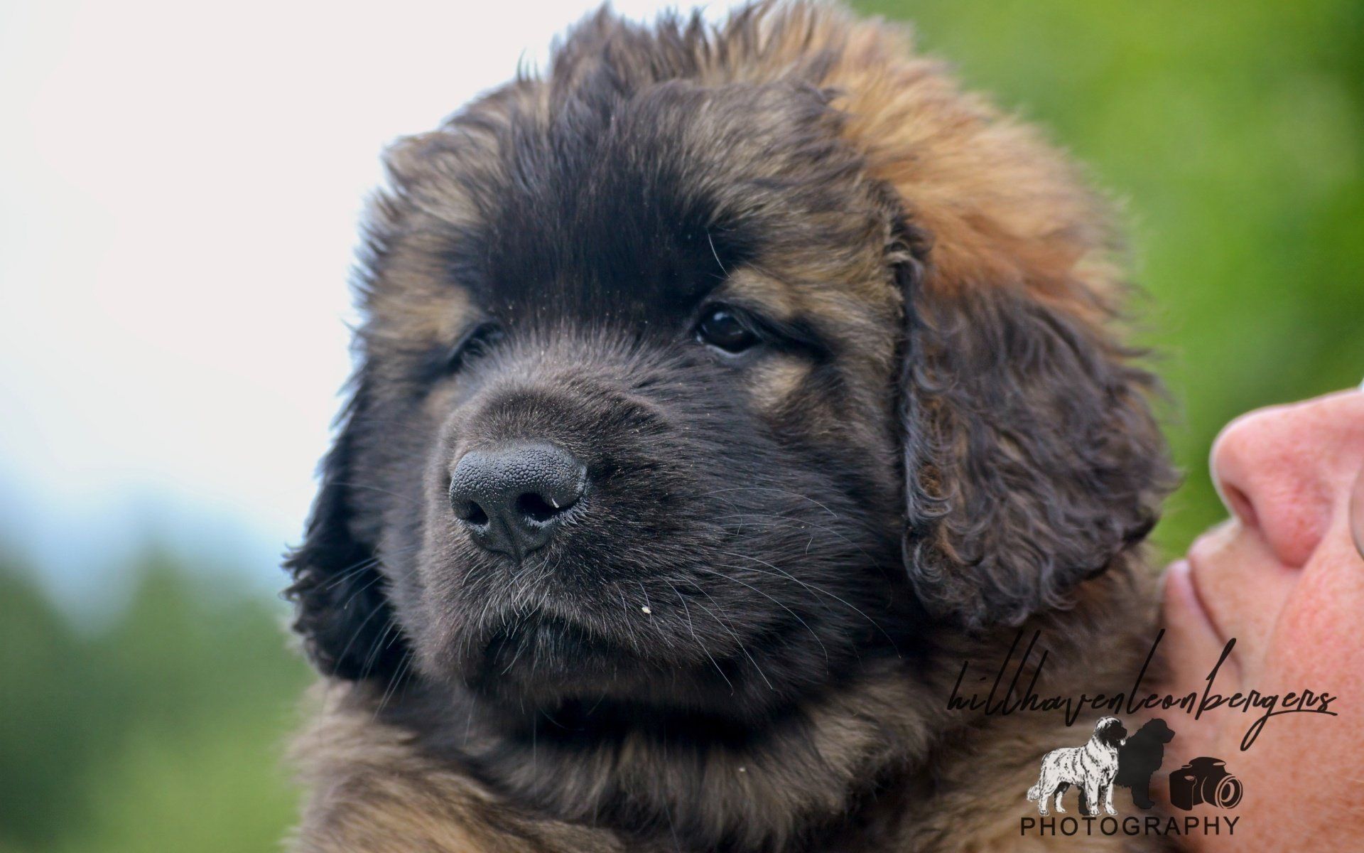Hillhavenleonbergers leonbergers