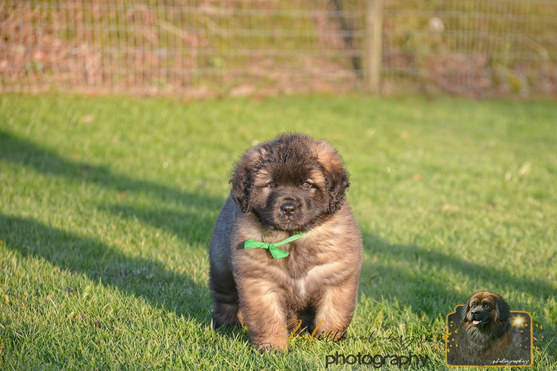 Small fluffy brown puppy sitting on green grass in sunlight, wearing a green collar.
