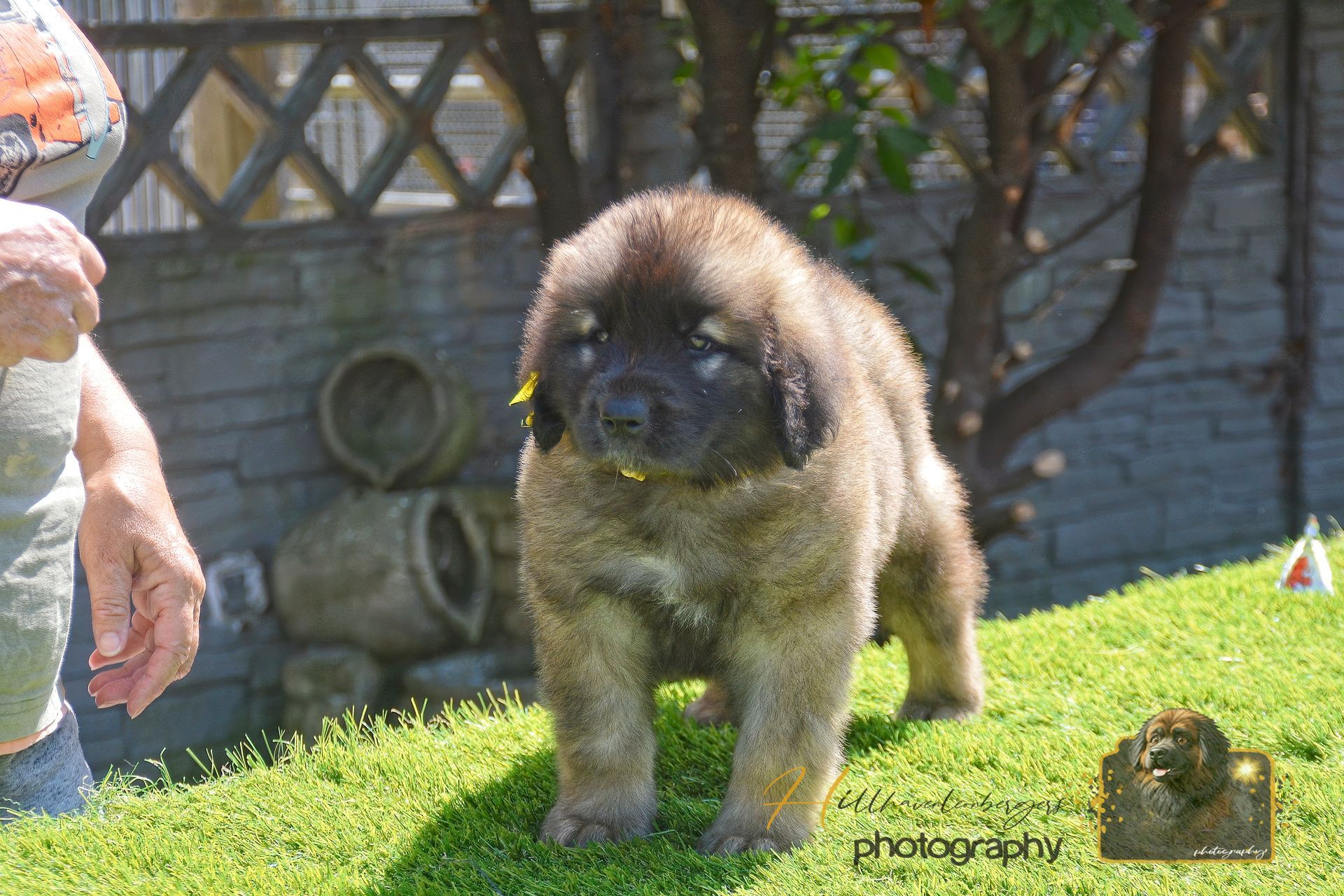 Fluffy brown puppy standing on grass in a sunny yard near a person and a stone wall