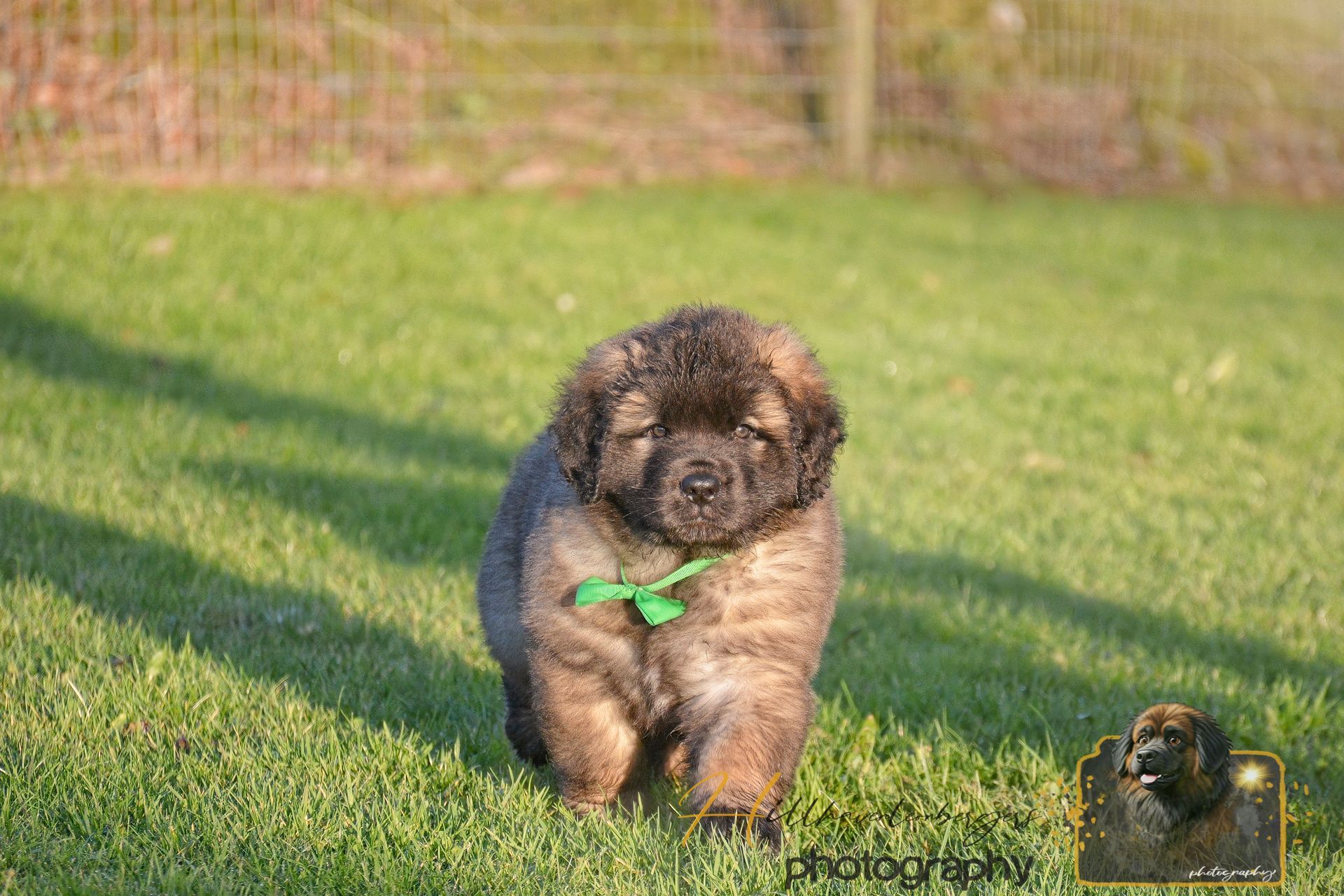 Small brown puppy with a green collar walking on sunlit grass with a blurred fence behind it