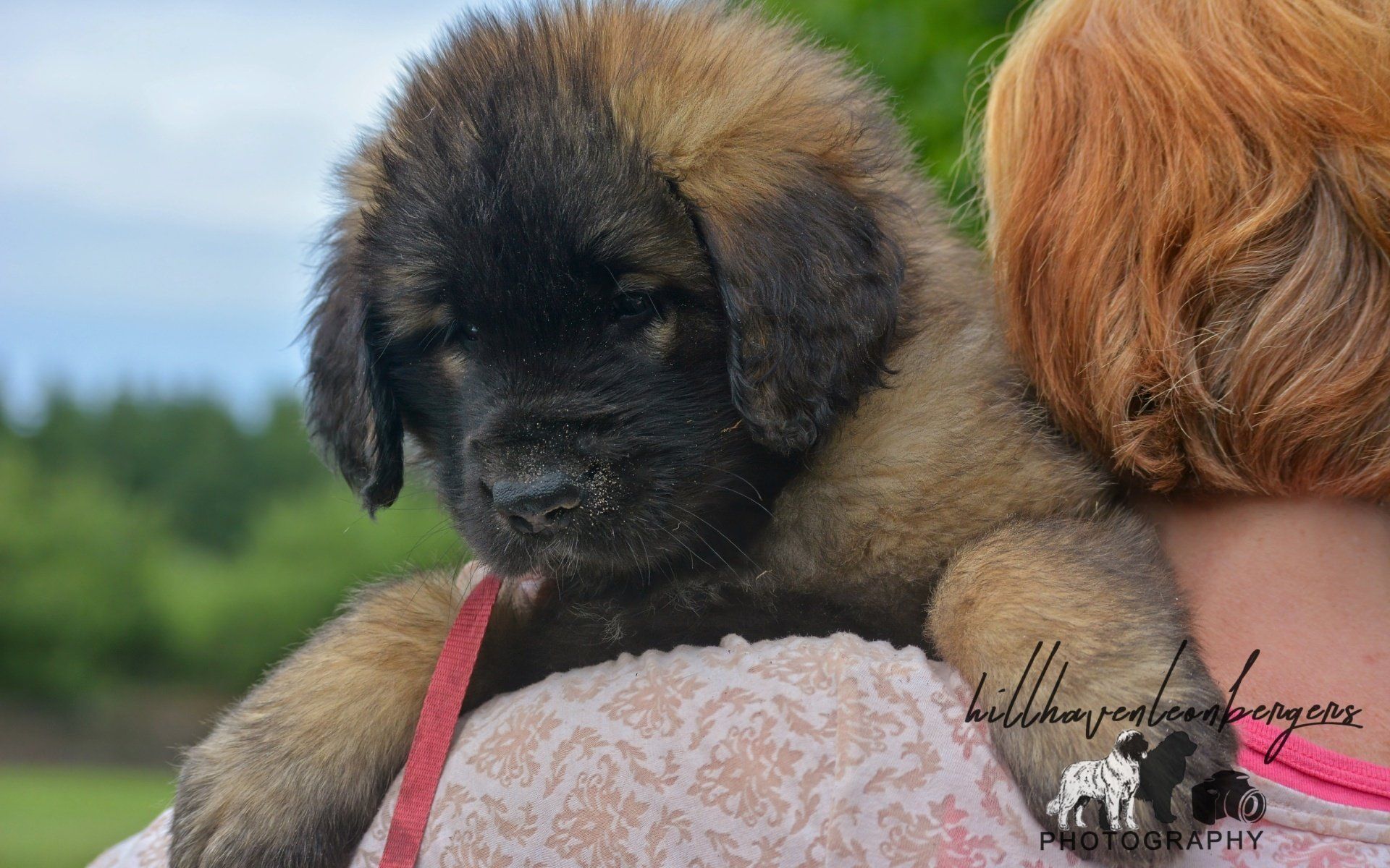 Hillhavenleonbergers leonbergers