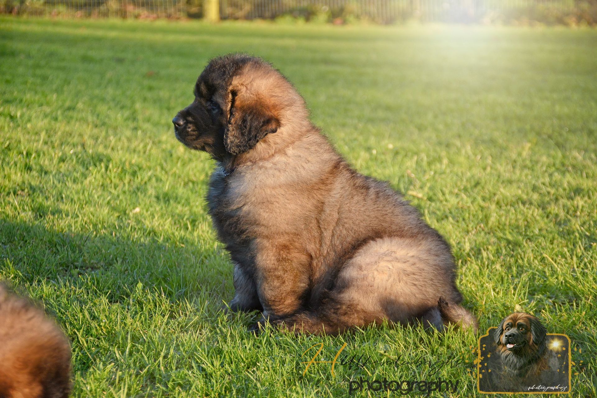 Brown fluffy puppy sitting on green grass in sunlight