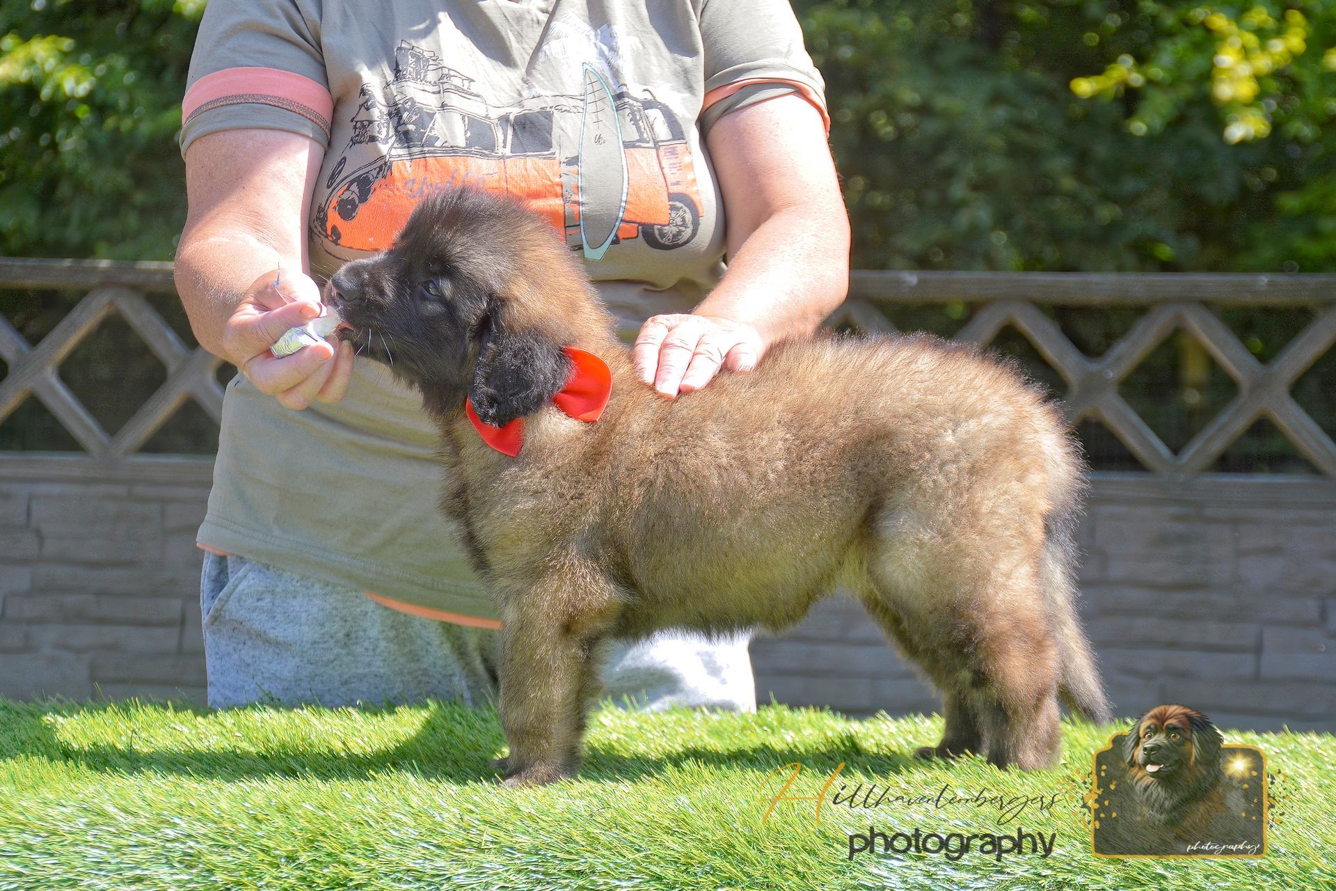 A brown poodle standing on grass, being held by a person in a red collar outdoors.