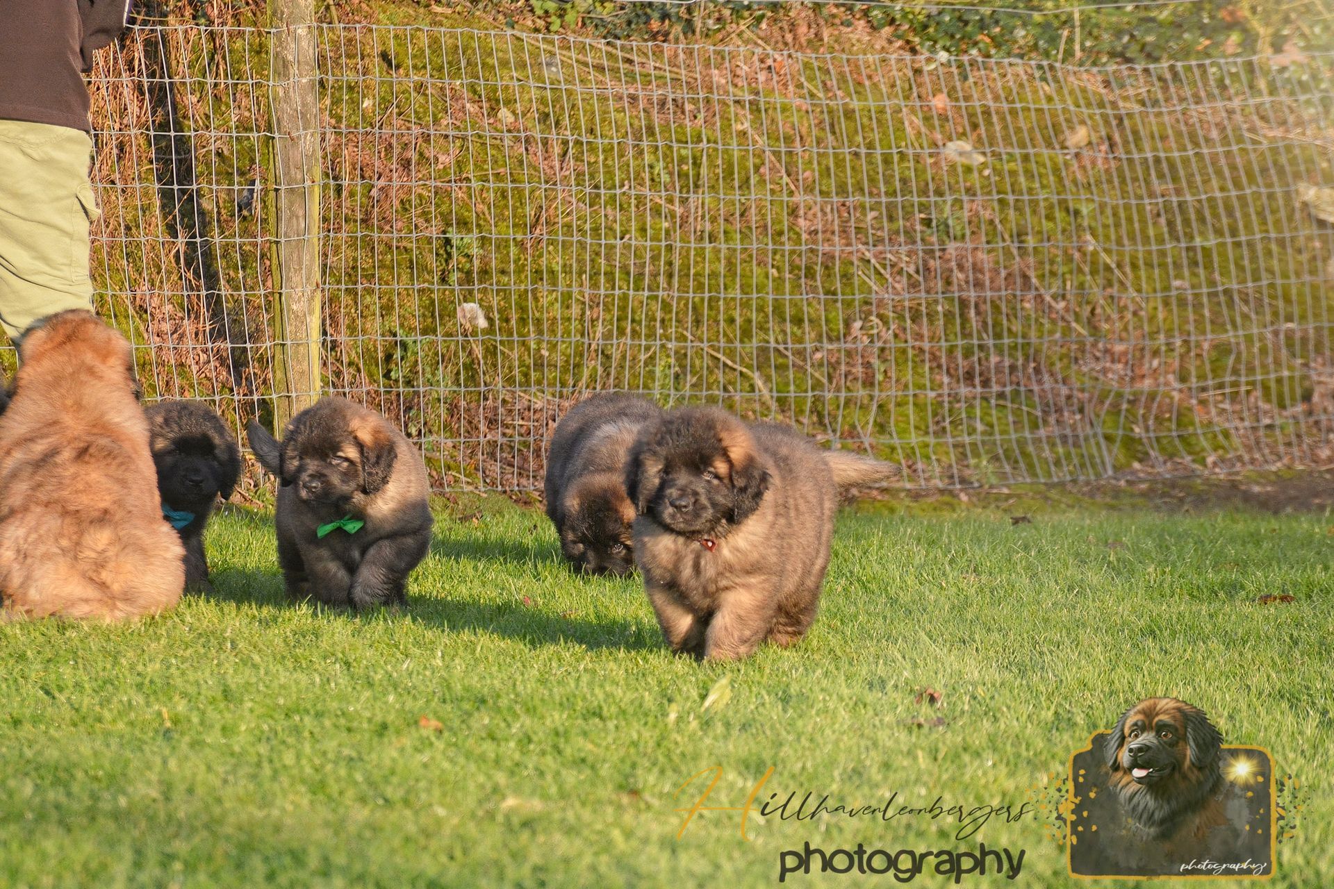 Three fluffy puppies running on grass in a fenced yard