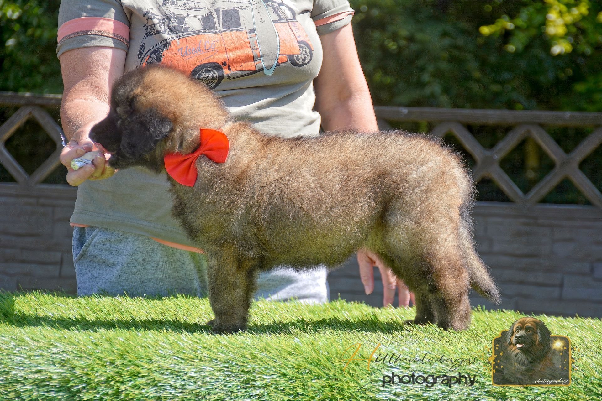 Small curly brown dog with red bow being handled on grass outdoors at a dog show