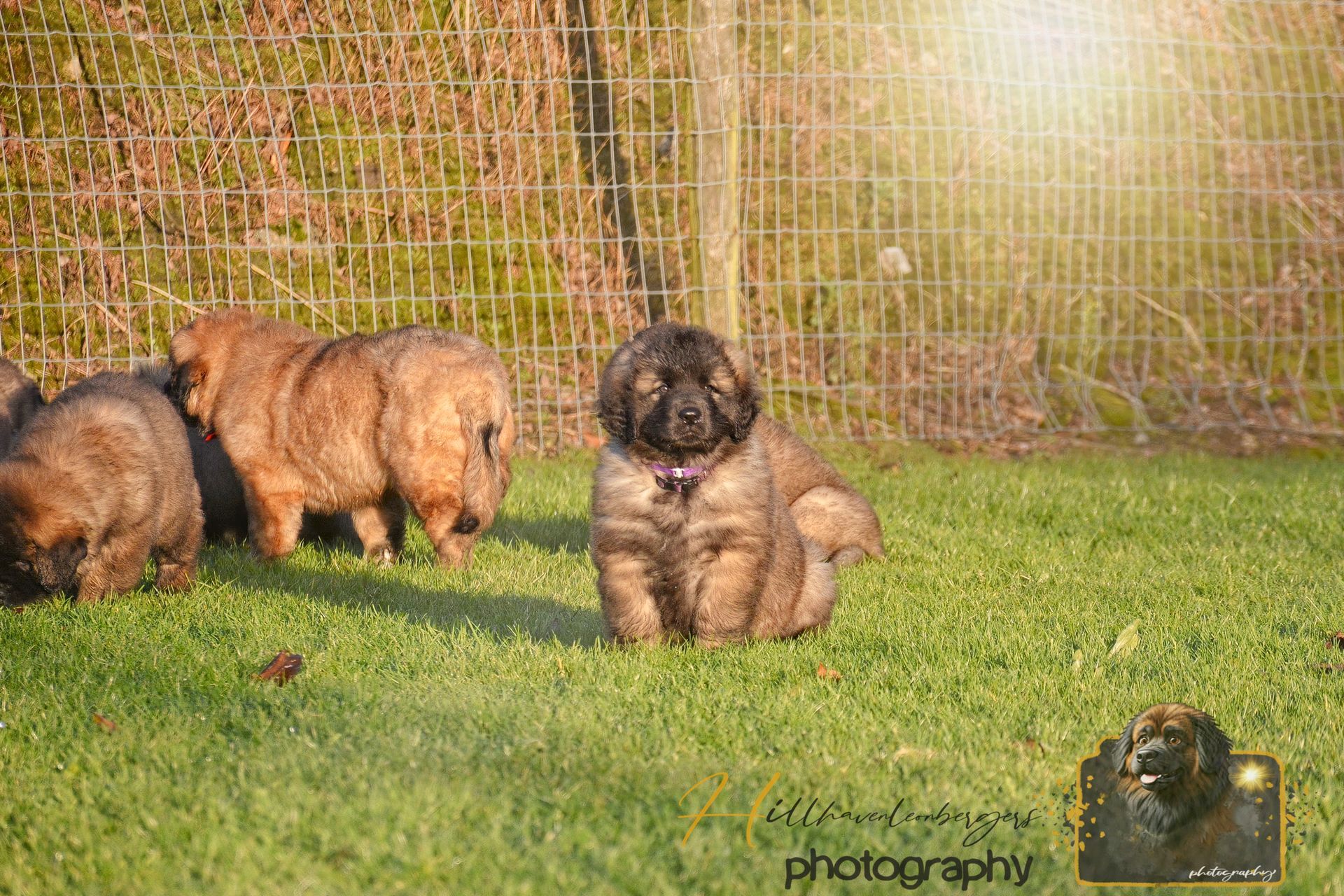 Four fluffy puppies on grass by a wire fence in warm sunlight