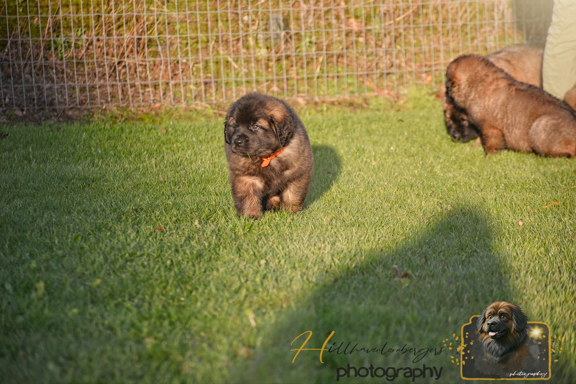 Two puppies on green grass near a wire fence, one facing the camera and one sniffing the ground.