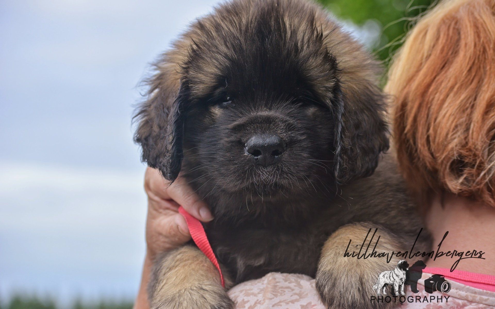 Hillhavenleonbergers leonbergers