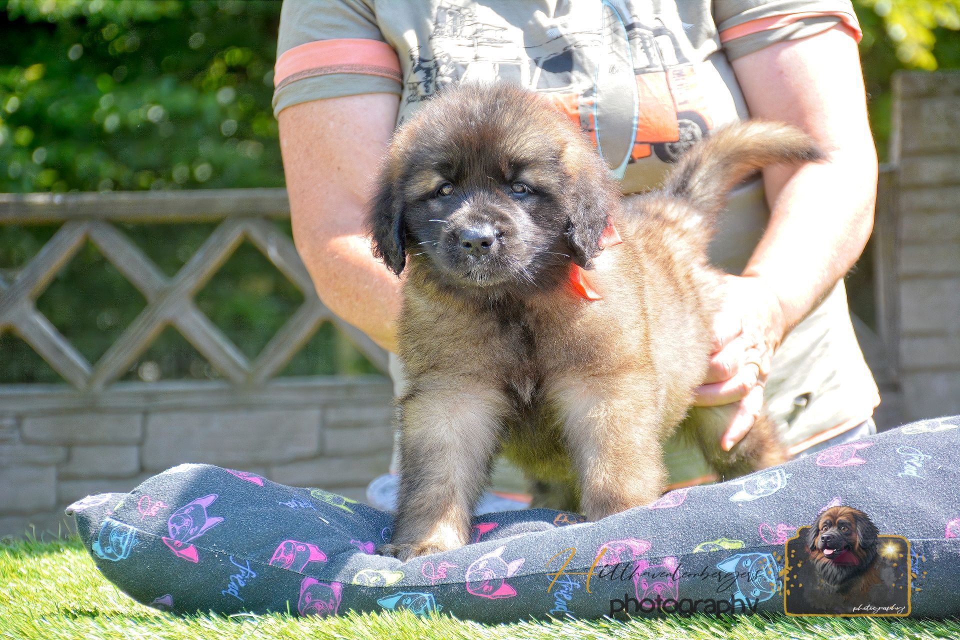 Brown fluffy puppy standing on a person’s lap outdoors on grass, with a fence in the background.