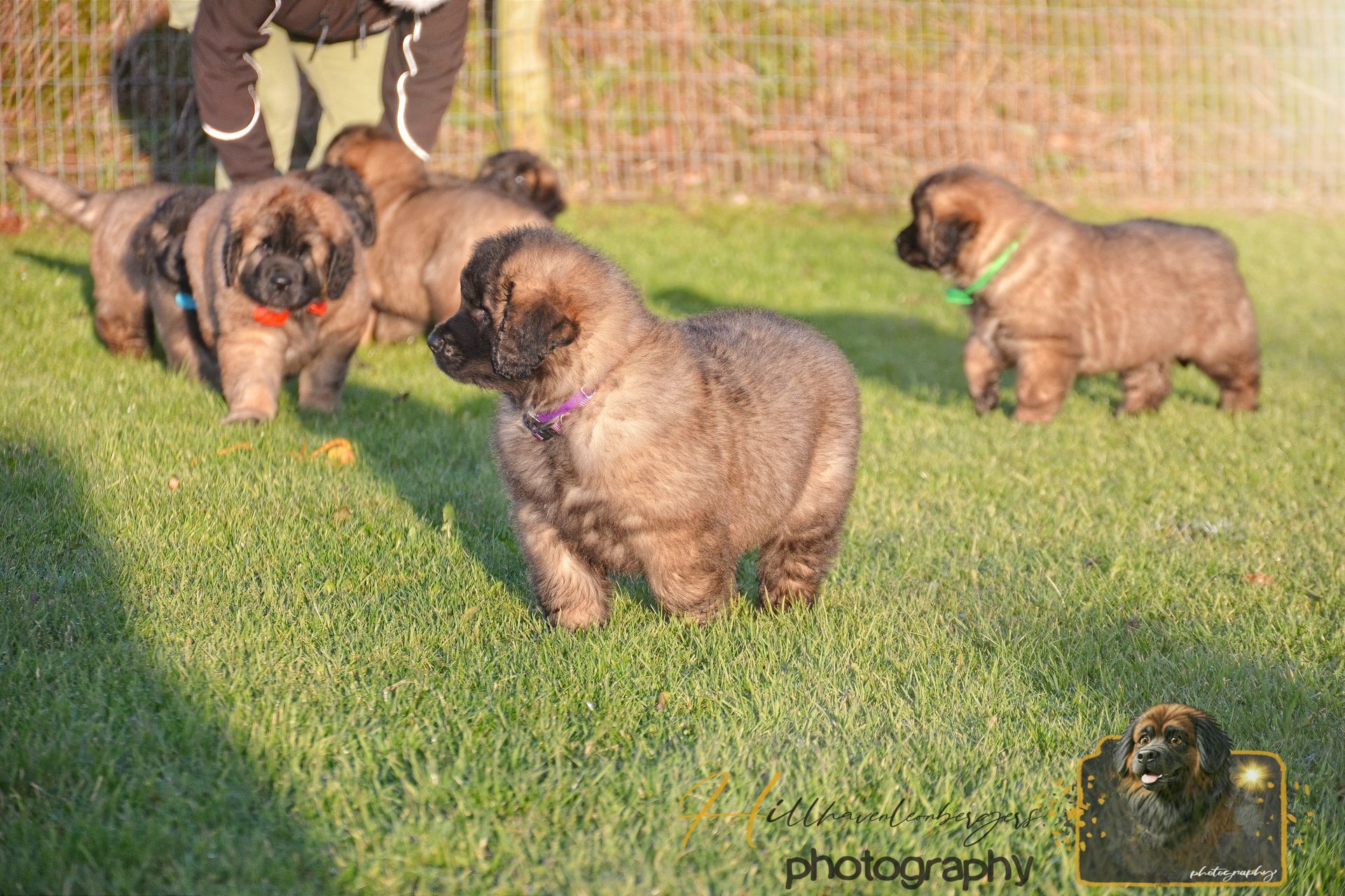 Three fluffy puppies playing on grass near a person’s legs in a sunny yard