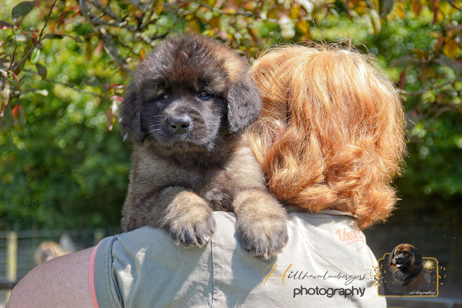 Small fluffy puppy perched on a person’s shoulder outdoors, with trees in the background