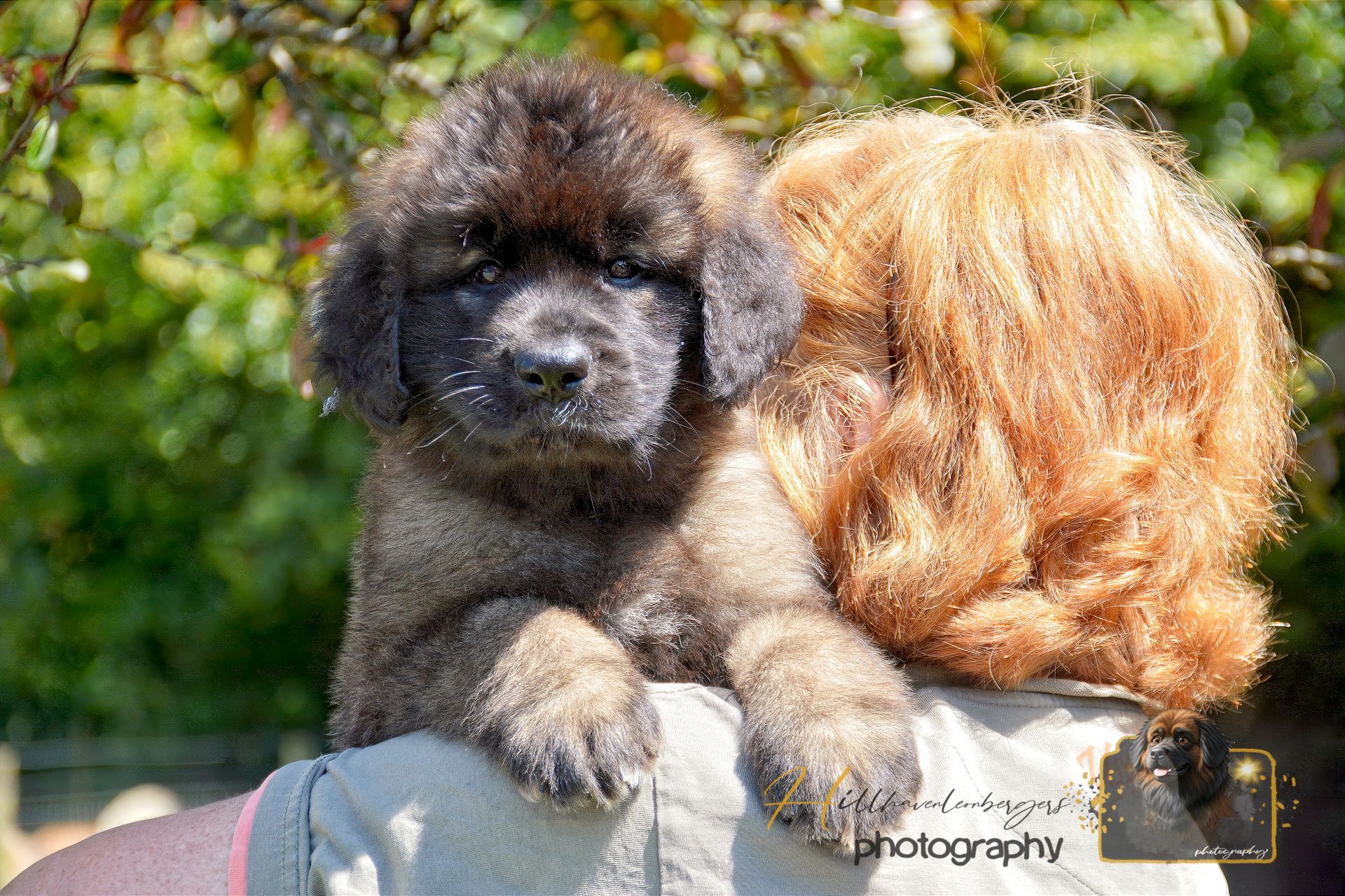 Fluffy black and tan puppy resting on a stone ledge outdoors, with greenery in the background