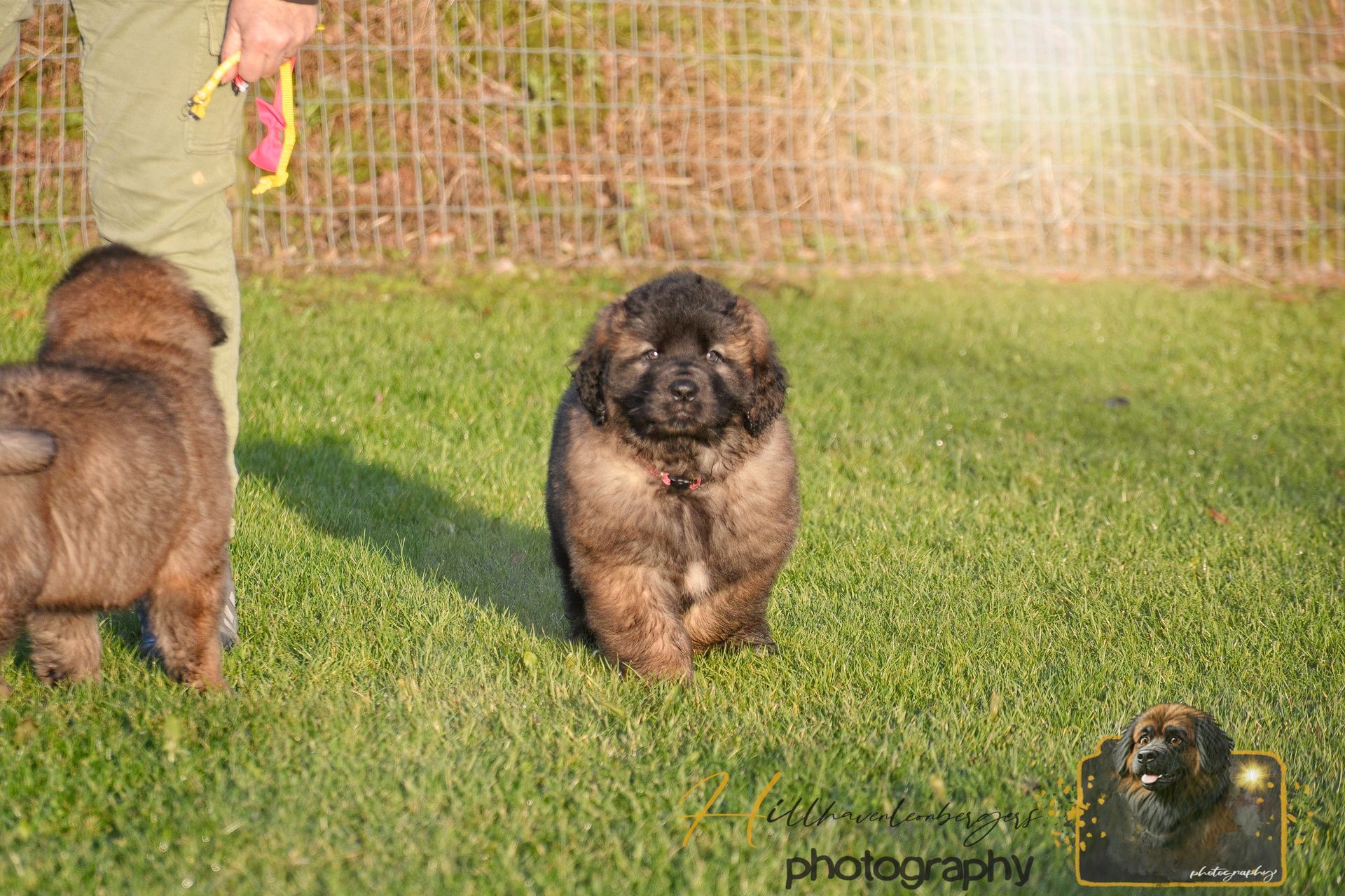 Two fluffy puppies on grass near a fence, one facing forward and one turned away