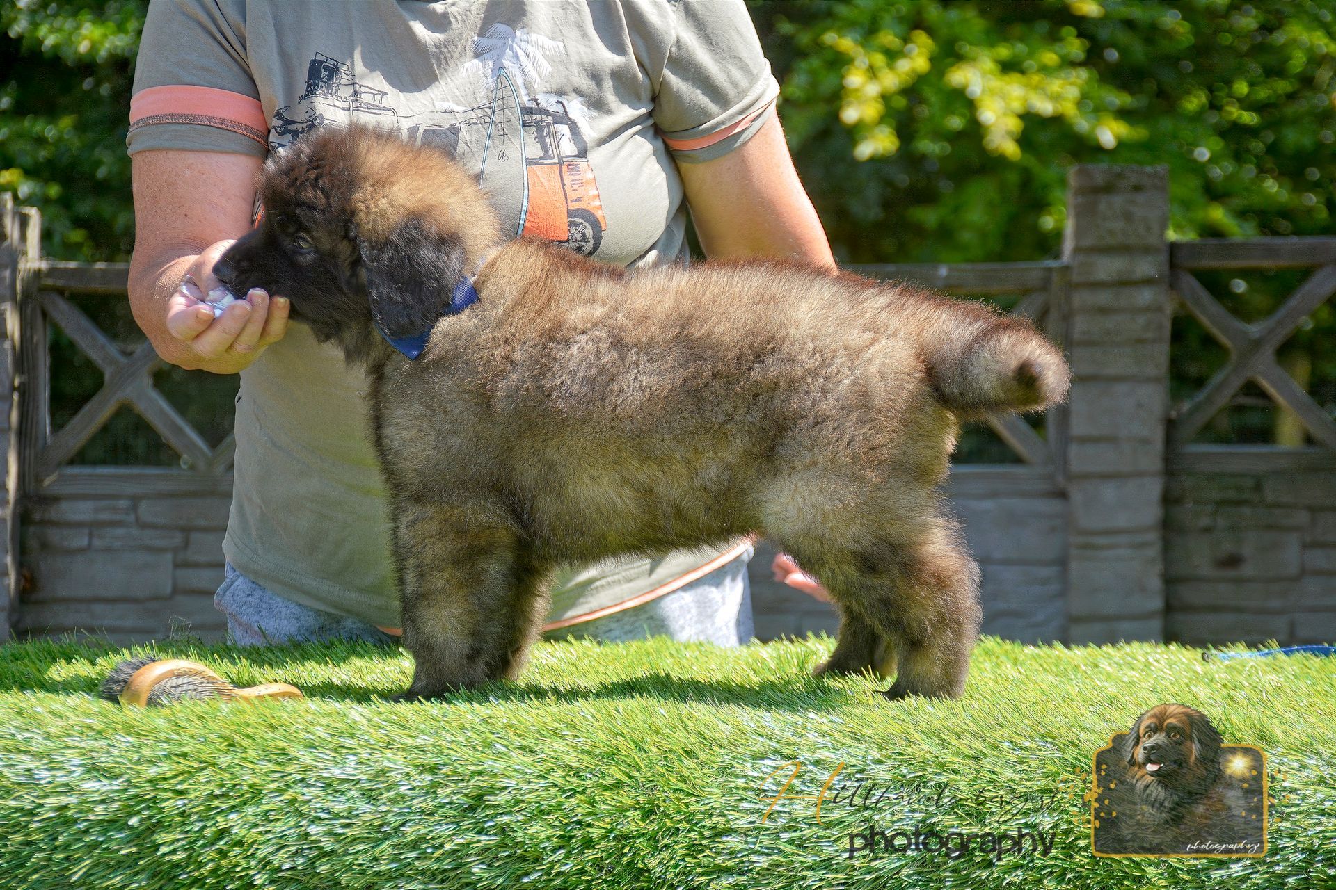 Small fluffy brown dog standing on a table, held by a person outdoors in a garden.
