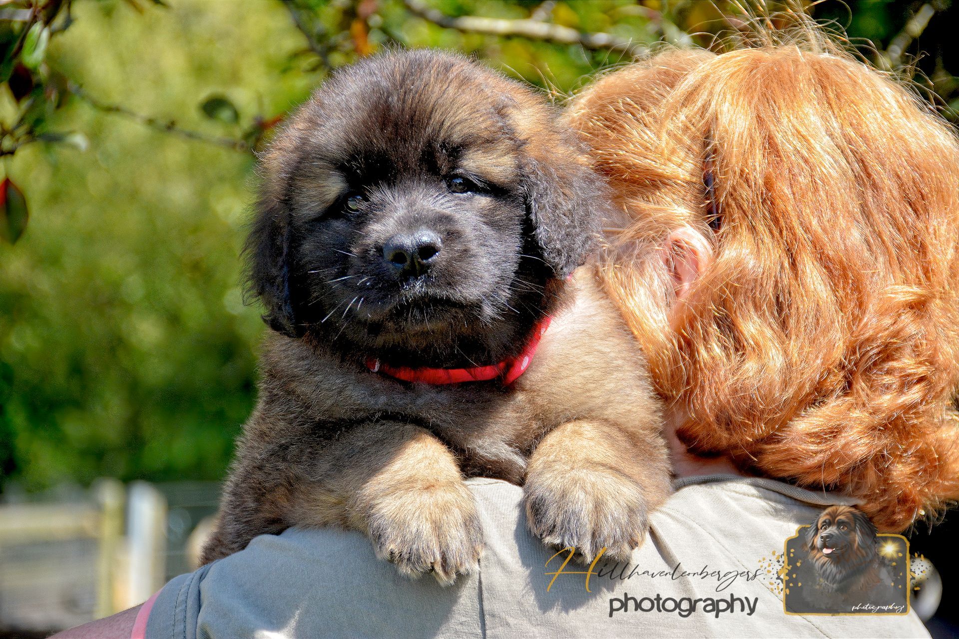 Small fluffy puppy with a dark face resting on a person’s shoulder outdoors