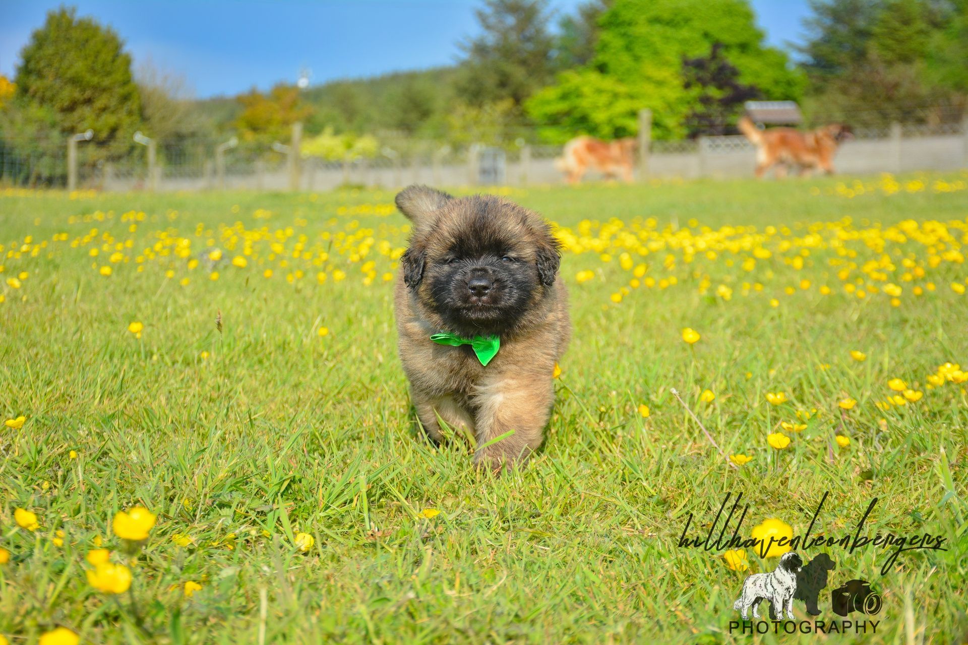 Small brindle dog running through a sunny field of yellow wildflowers