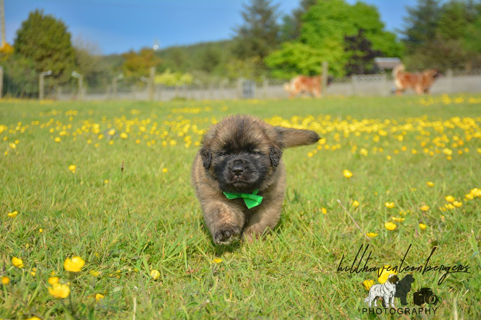 Brown puppy with green bow running through a sunny field of yellow flowers