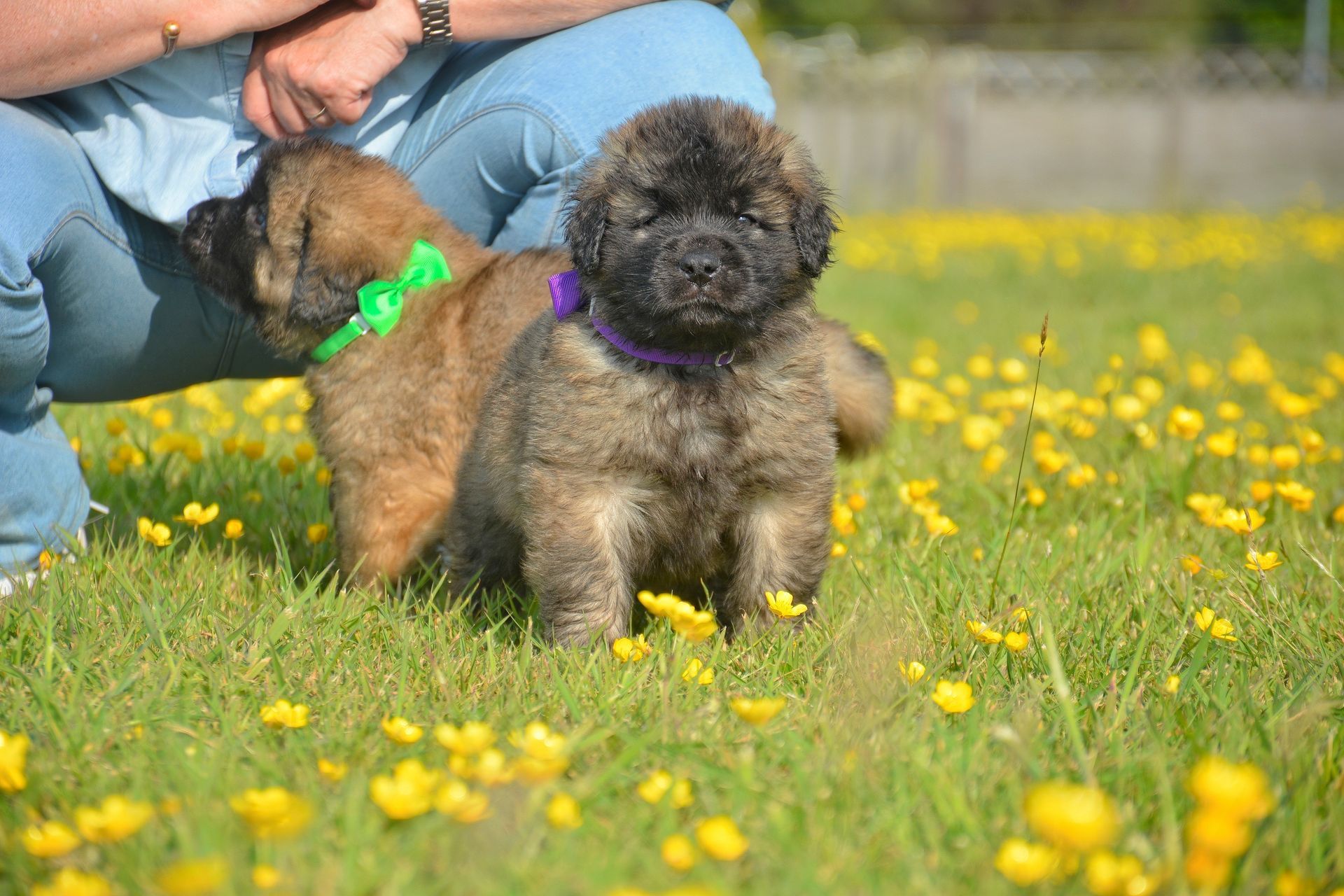 Two small puppies on green grass with yellow flowers, one wearing a green collar and one a purple collar