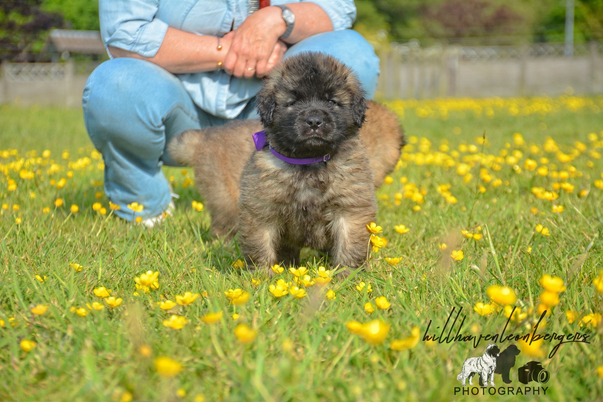 Small curly black dog in a purple harness sitting in a yellow wildflower field with a person crouching behind.