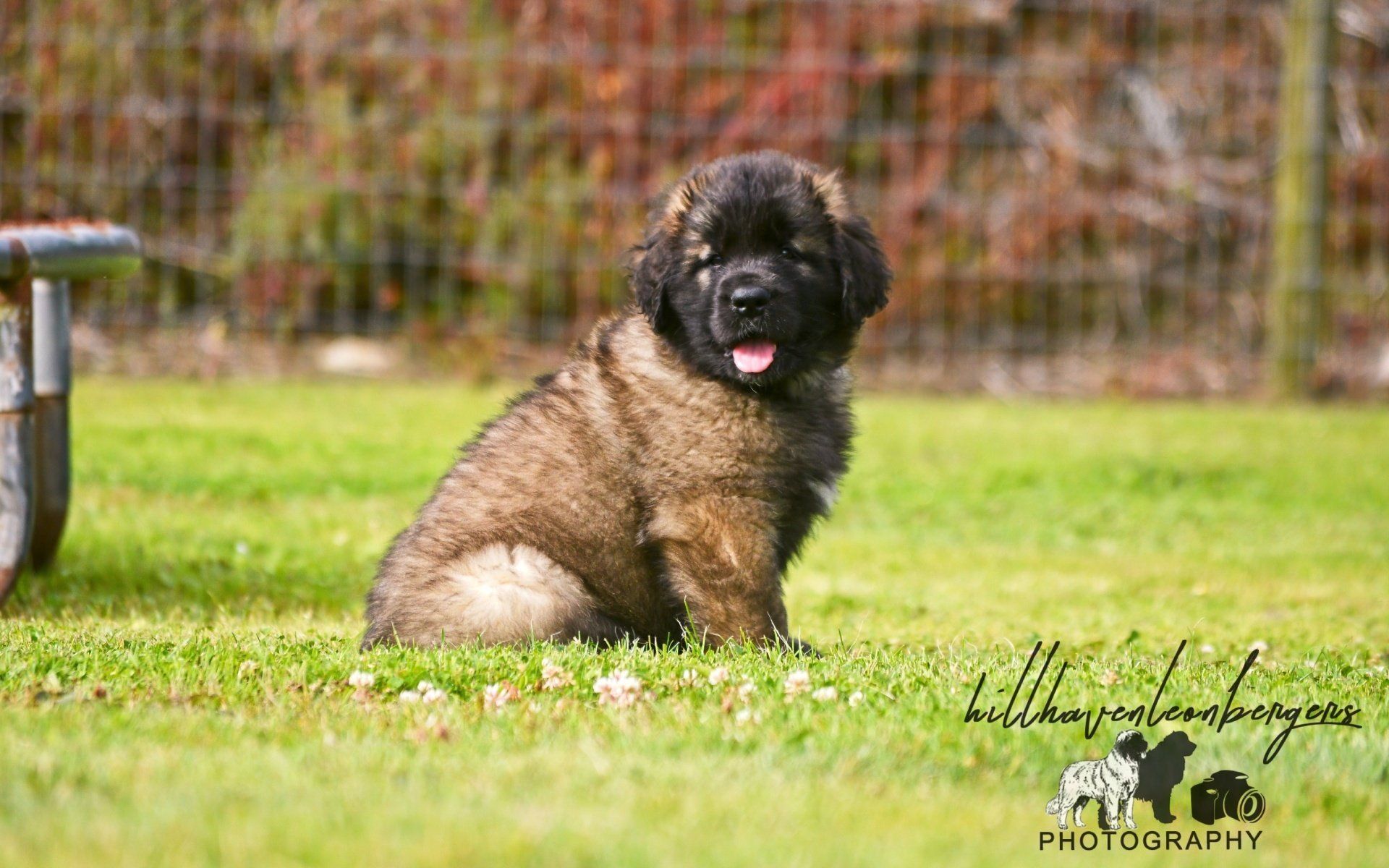 Hillhavenleonbergers leonbergers