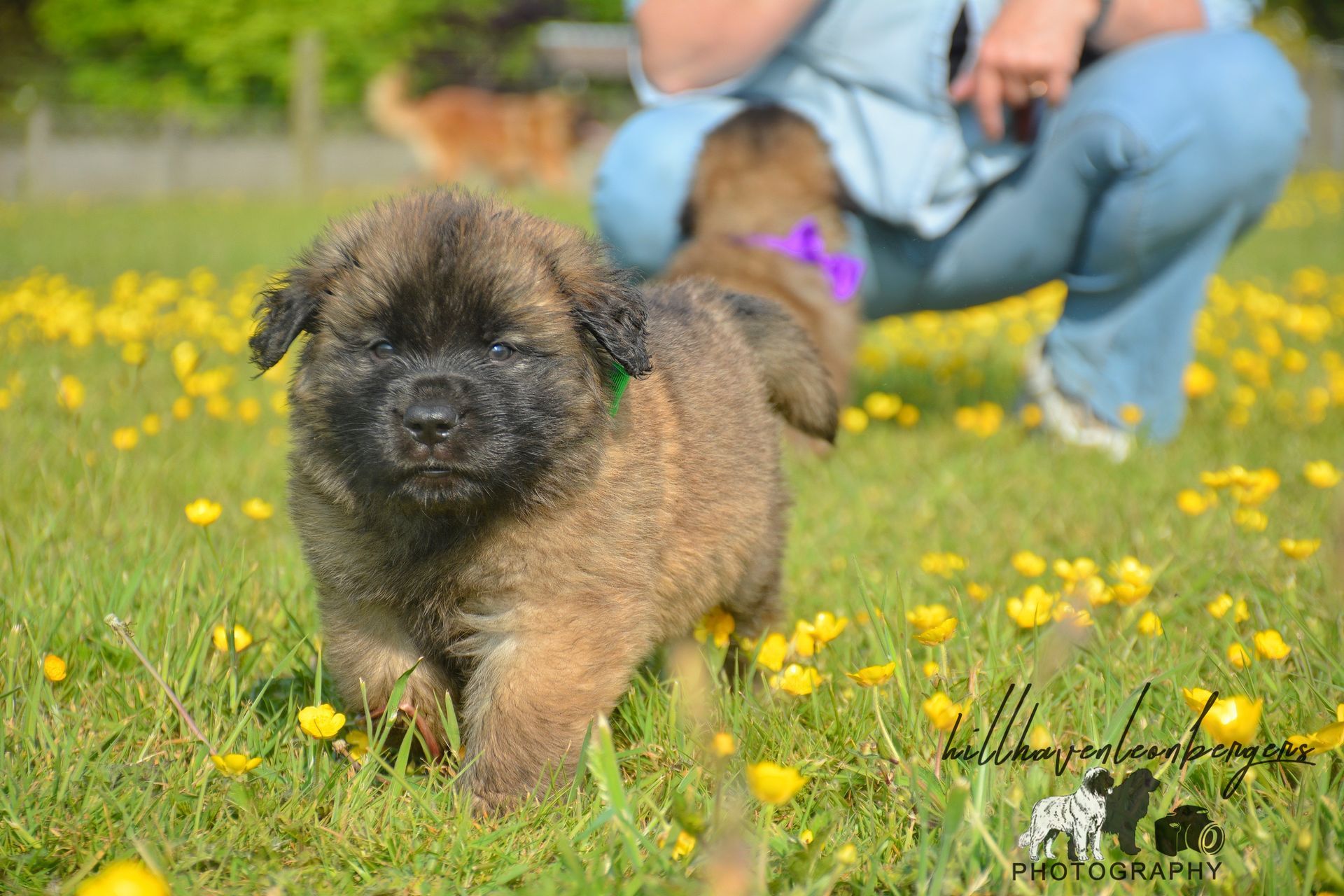 Small fluffy brown puppy running through a yellow flower field with a person kneeling behind it