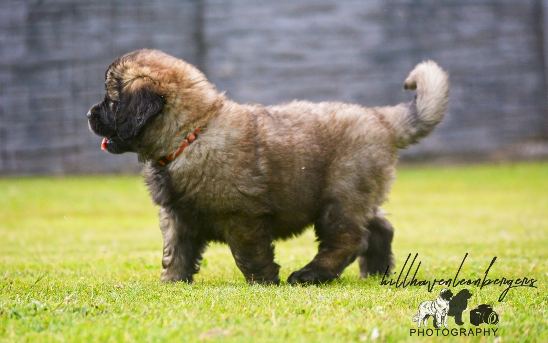 Hillhavenleonbergers leonbergers