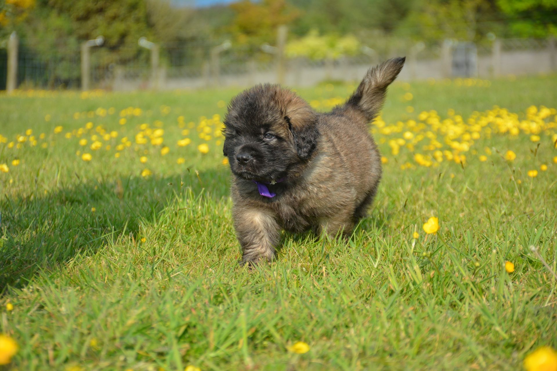 Small fluffy puppy running through a grassy field dotted with yellow flowers